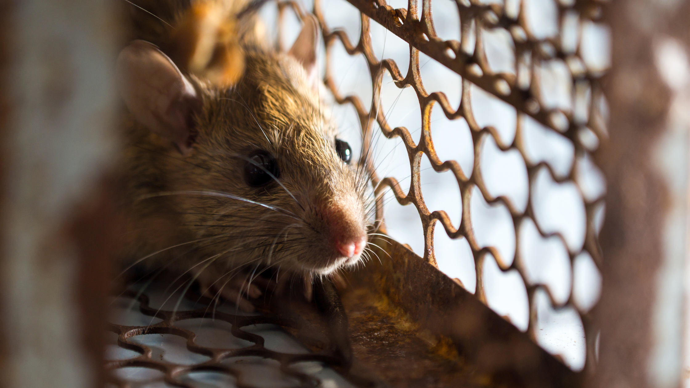 Lutter contre les rats : Prévenir et combattre efficacement les infestations de rats