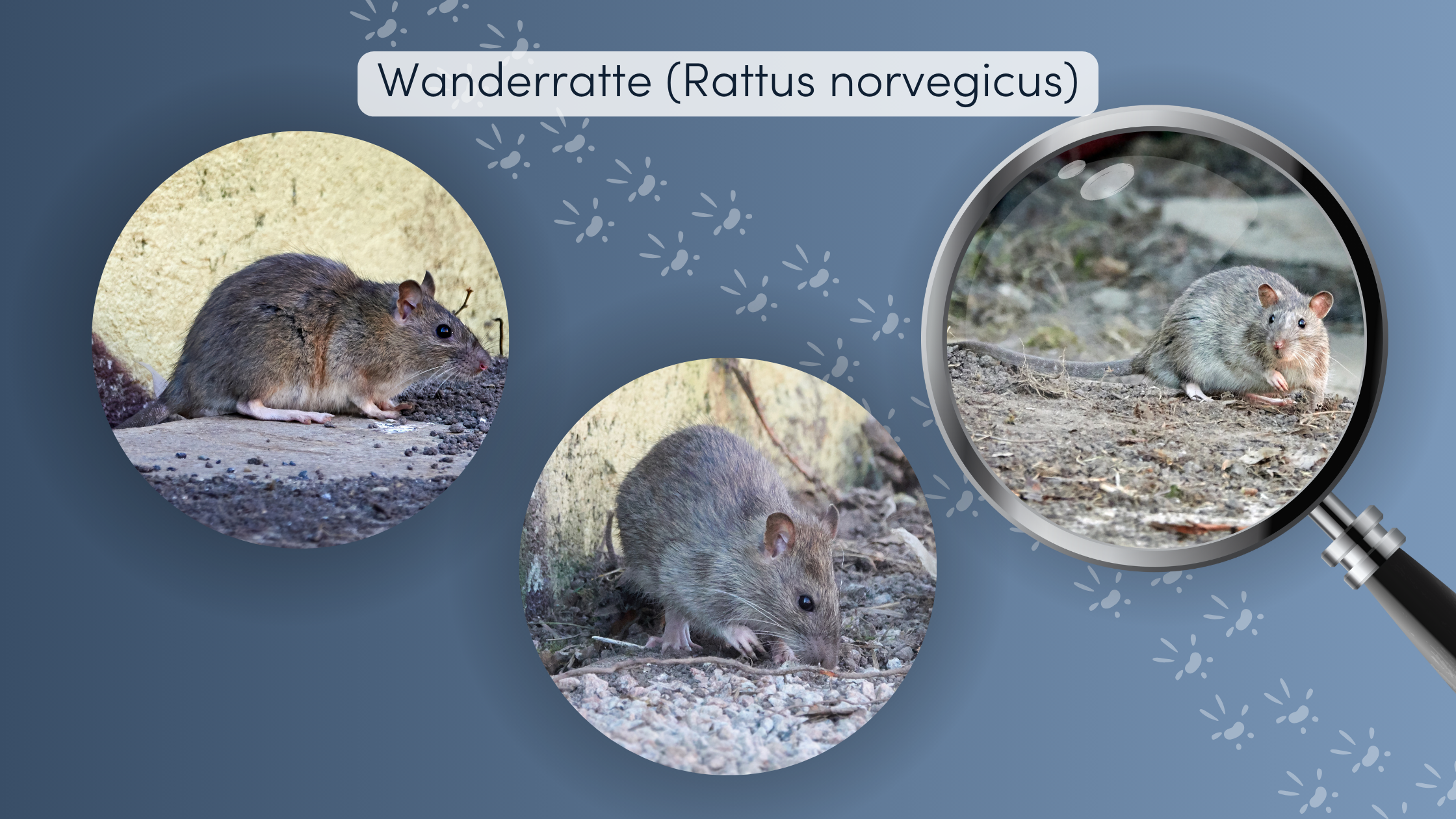 ratten schweiz wanderratte ID