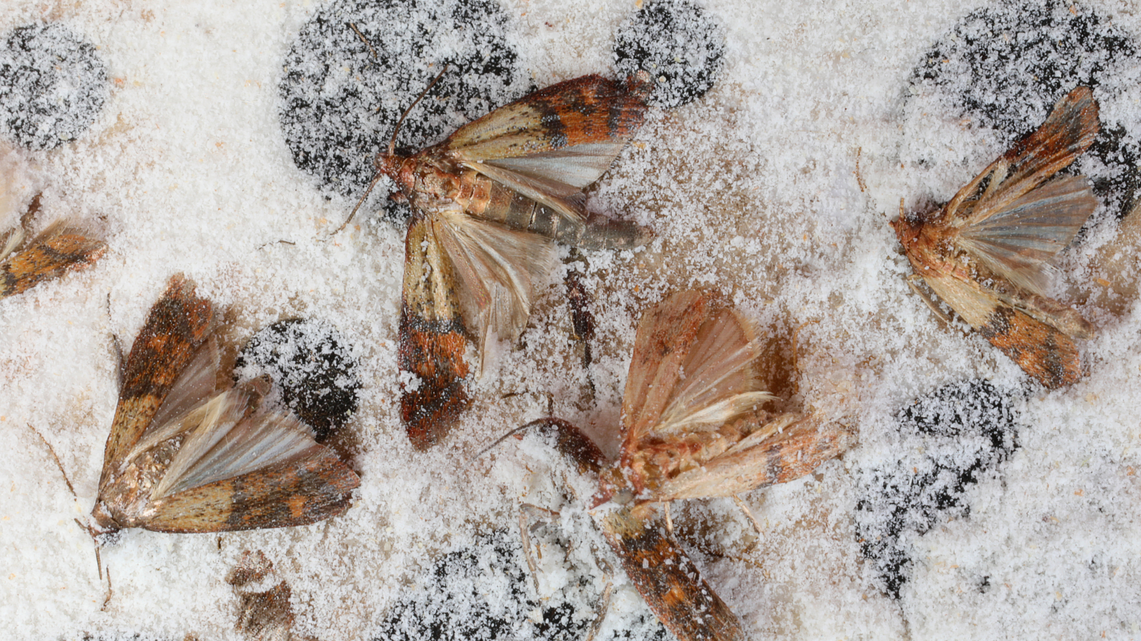 Lutte contre les mites : Guide complet pour l'élimination et la prévention des mites