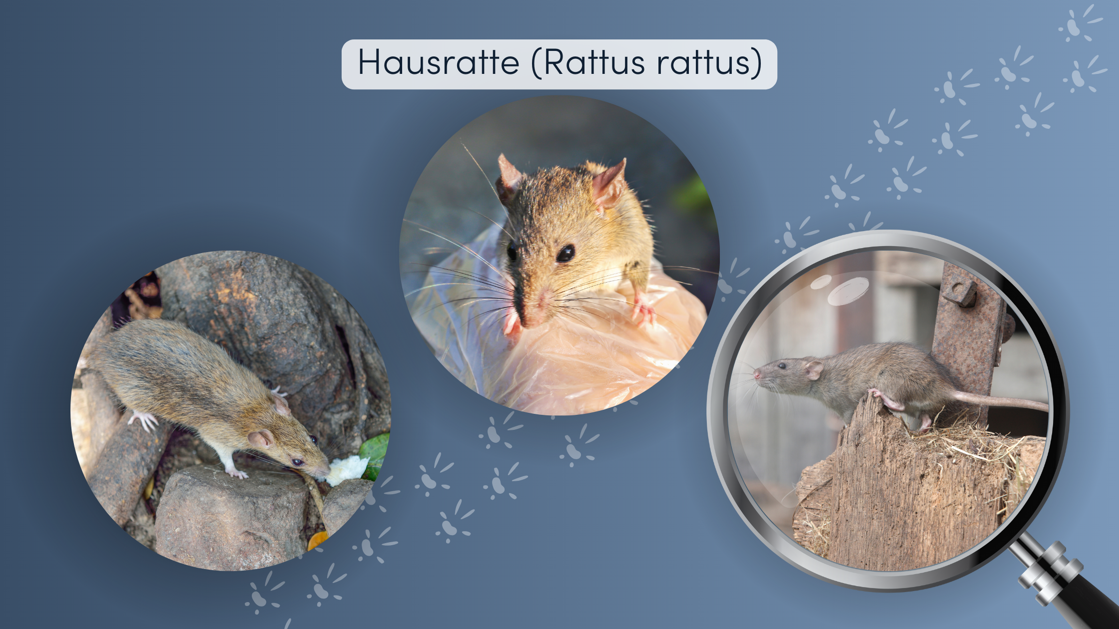 ratten schweiz arten
