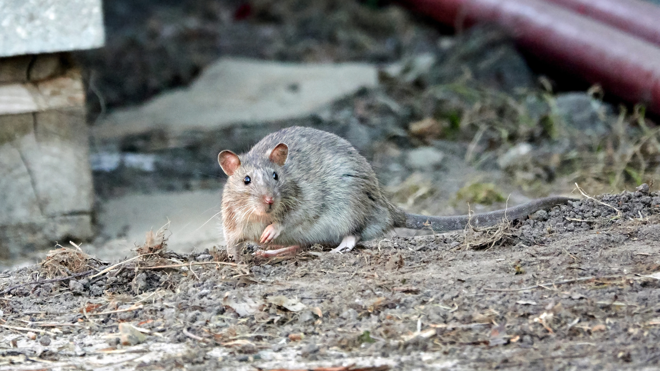 wanderratte ID