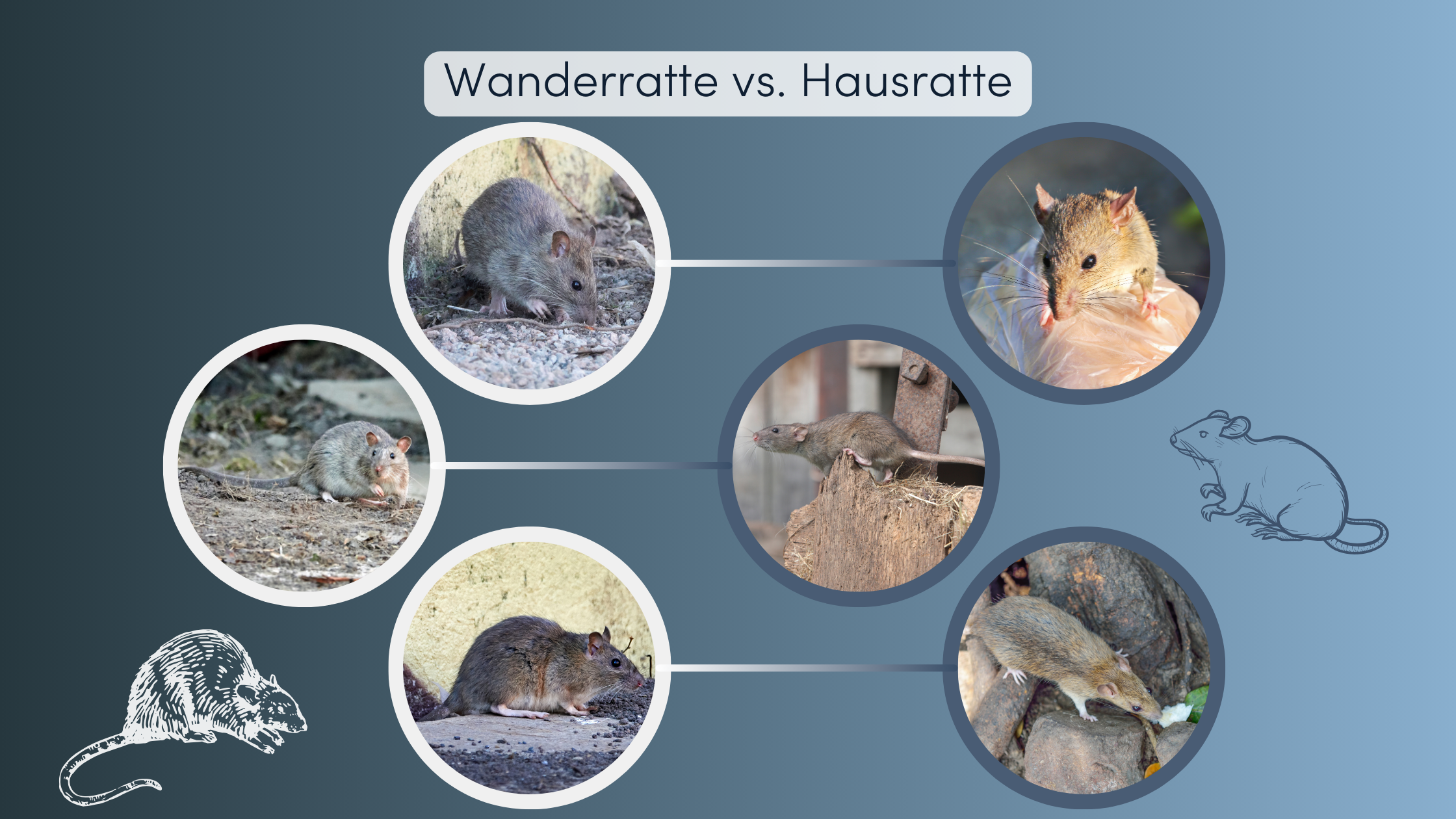 wanderratte vs hausratte