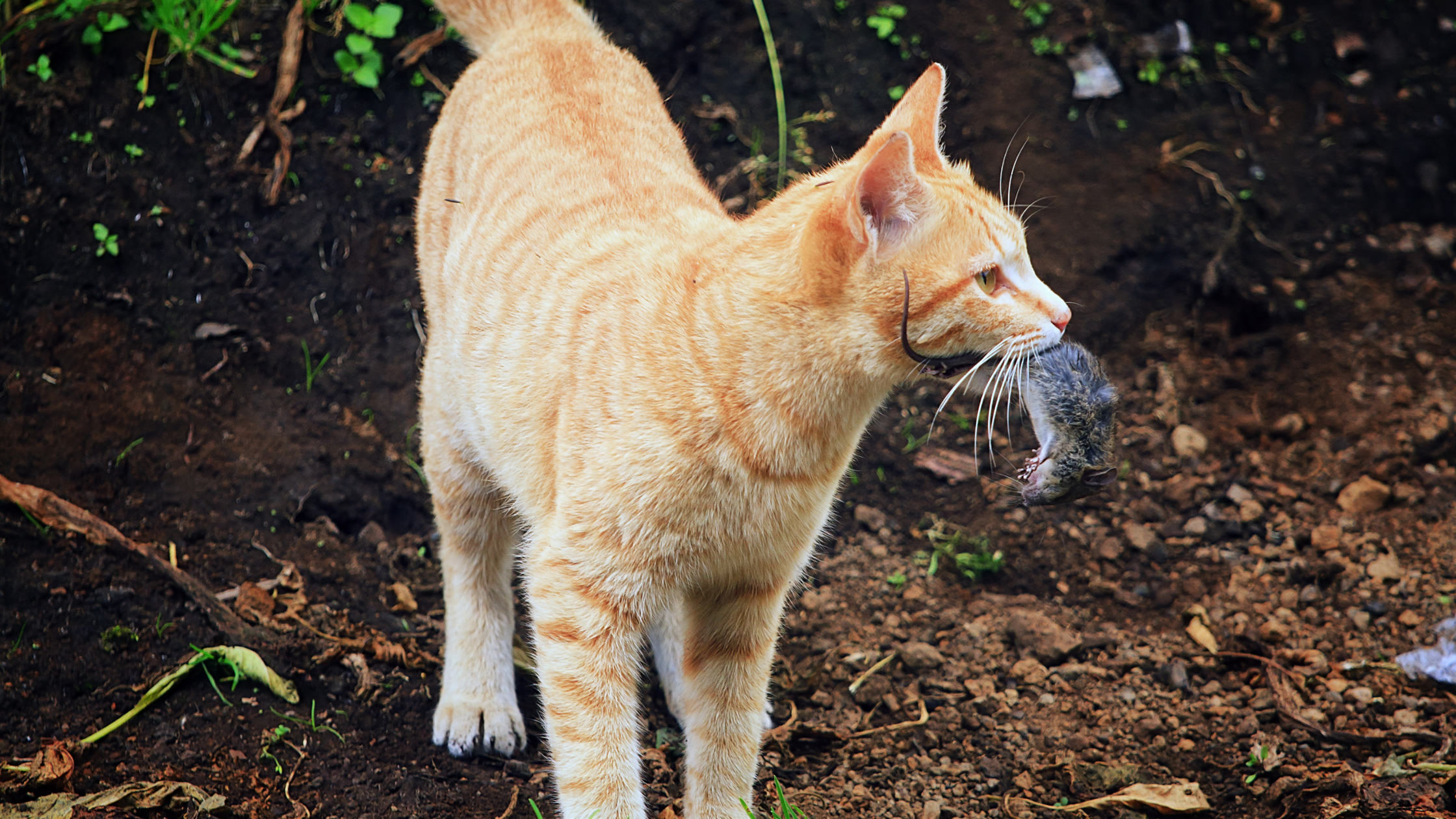 wanderratte fressfeind katze