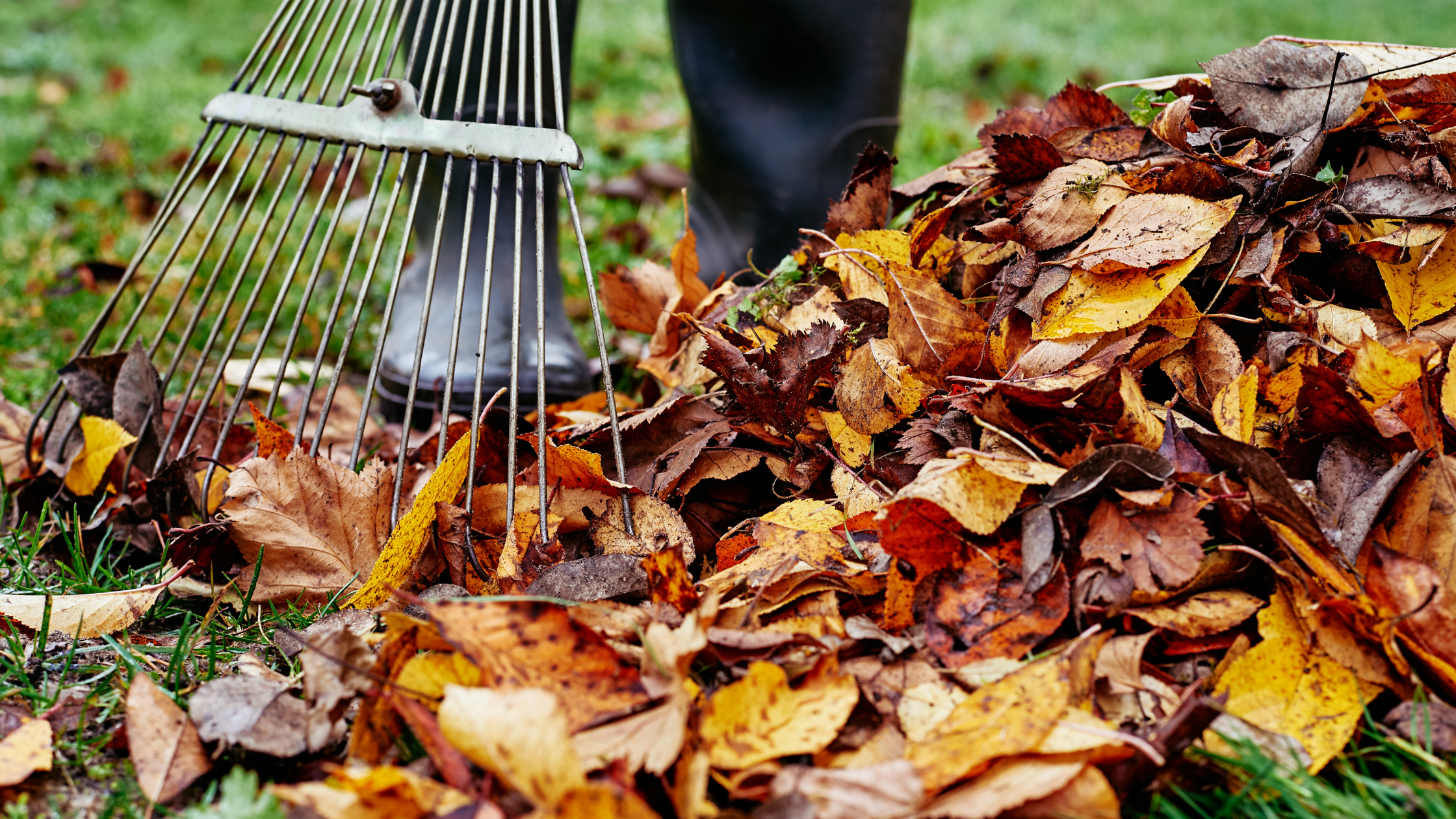 Gartenpflege Herbst Header Laub