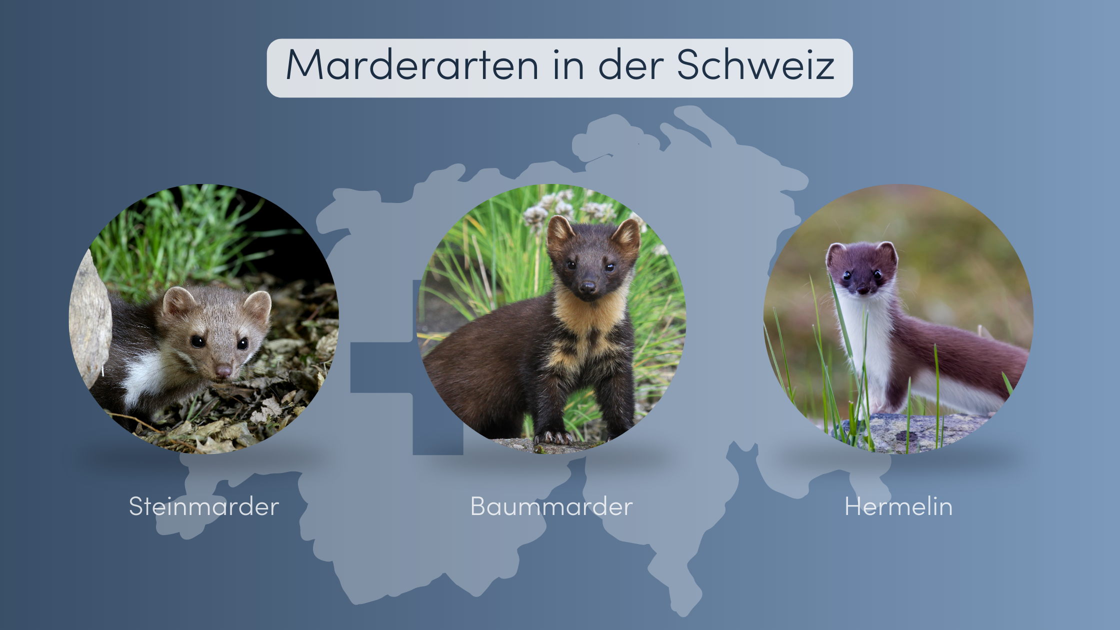 schädling, nager, schutz, auto, kabel, schaden, geräusch, nachtaktiv, dachboden, schuppen, falle, vertreiben, geruch, schaumstoff, motorraum, biss, abwehr, repellent, tier, wildtier, schutzmittel, geräuschkulisse
