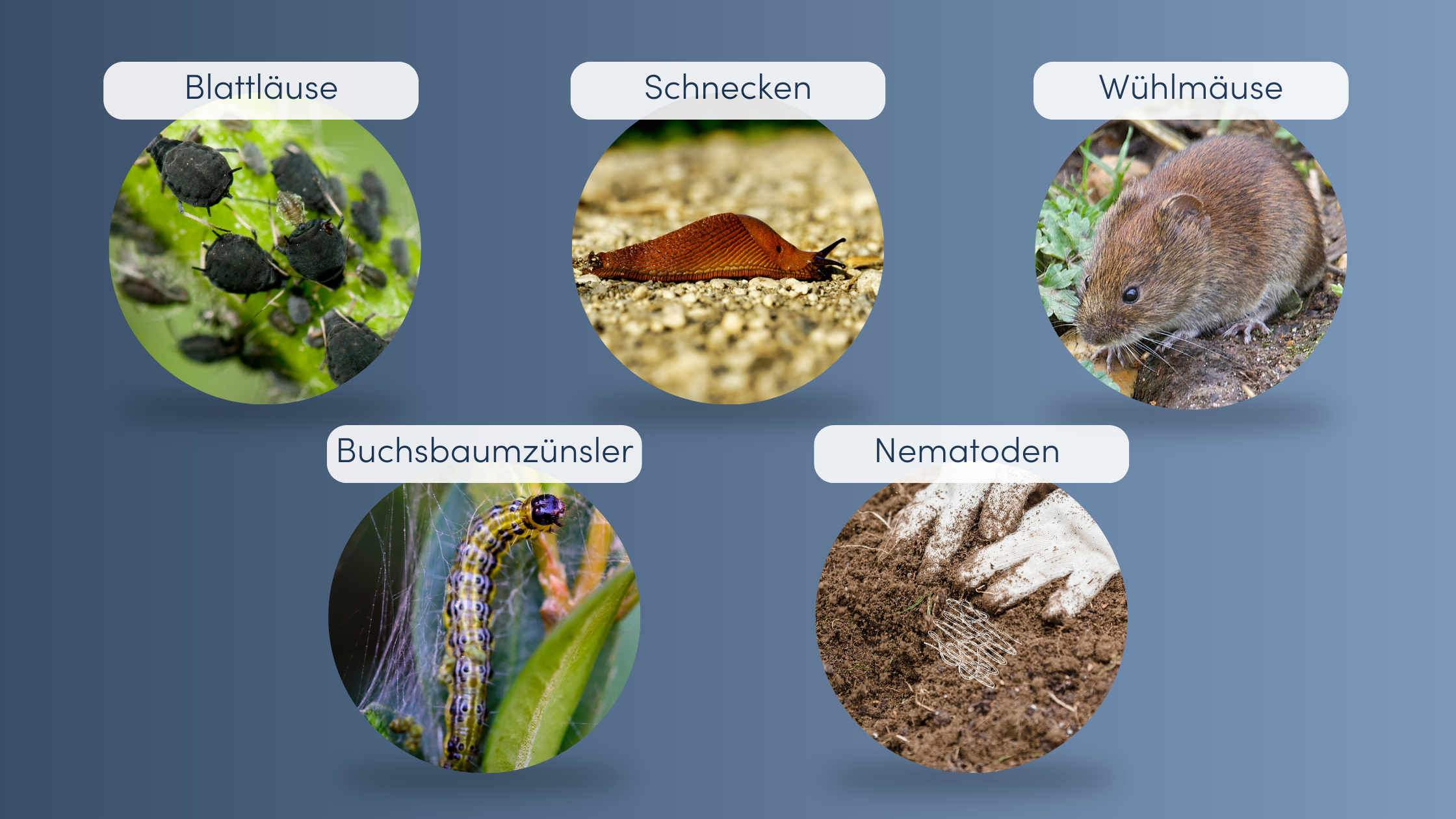 Schädlinge im Garten die Häufigsten