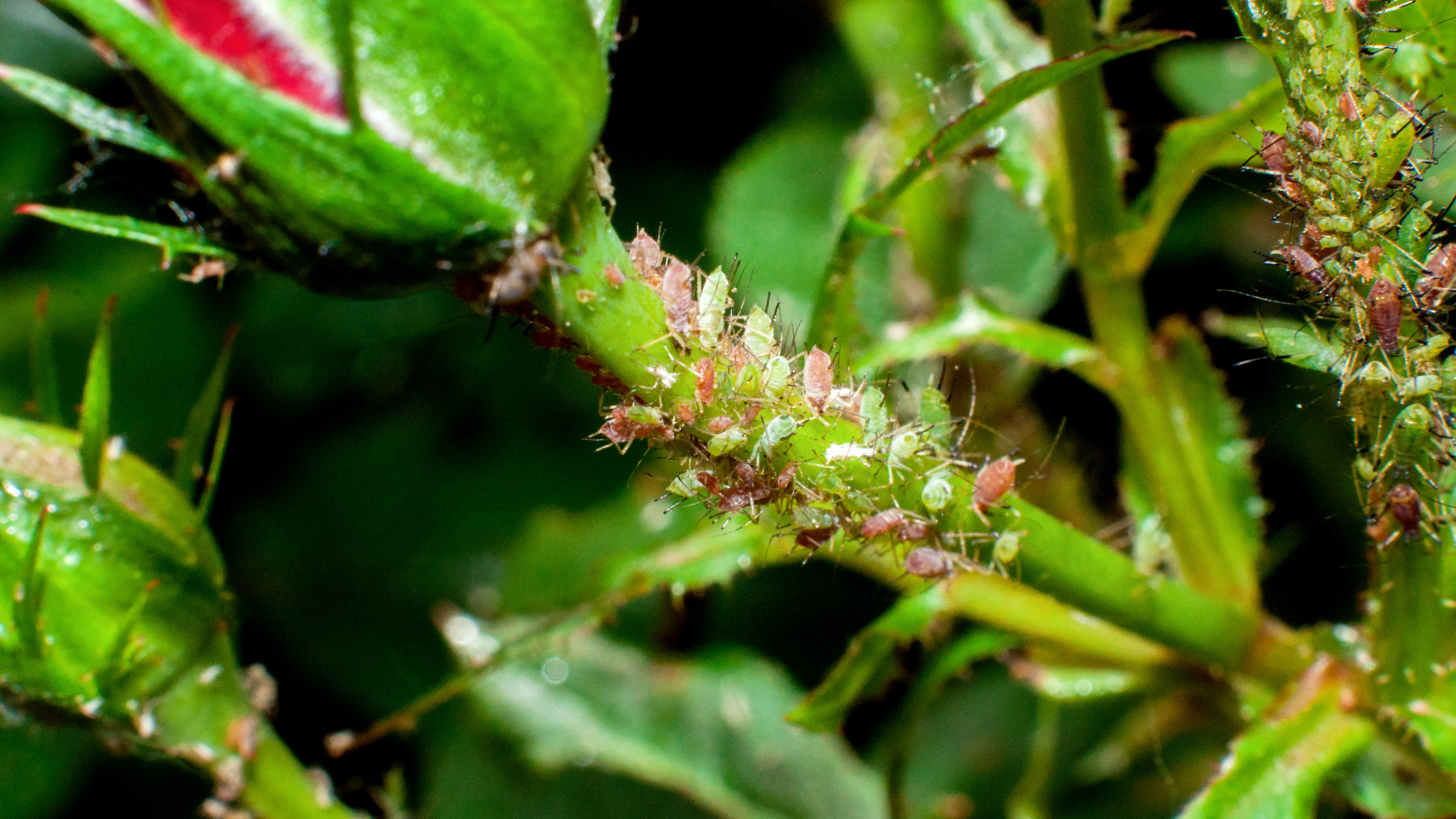 Schädlinge im Garten Header