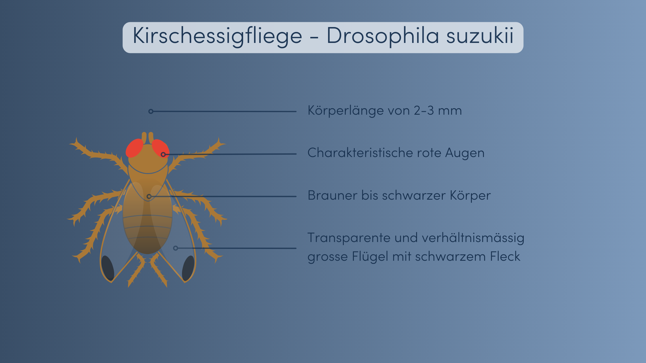 Essigfliege bekämpfen Unterschiede