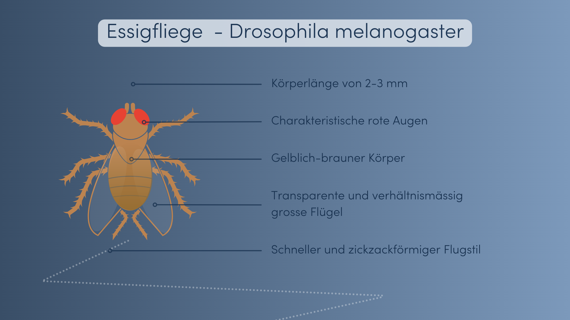 Essigfliege bekämpfen Merkmale