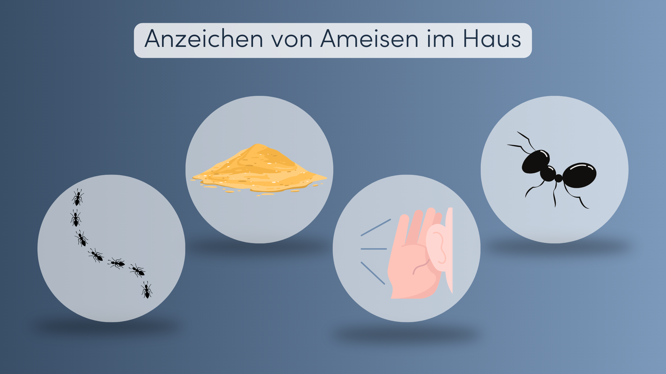 Ameisen vertreiben Anzeichen
