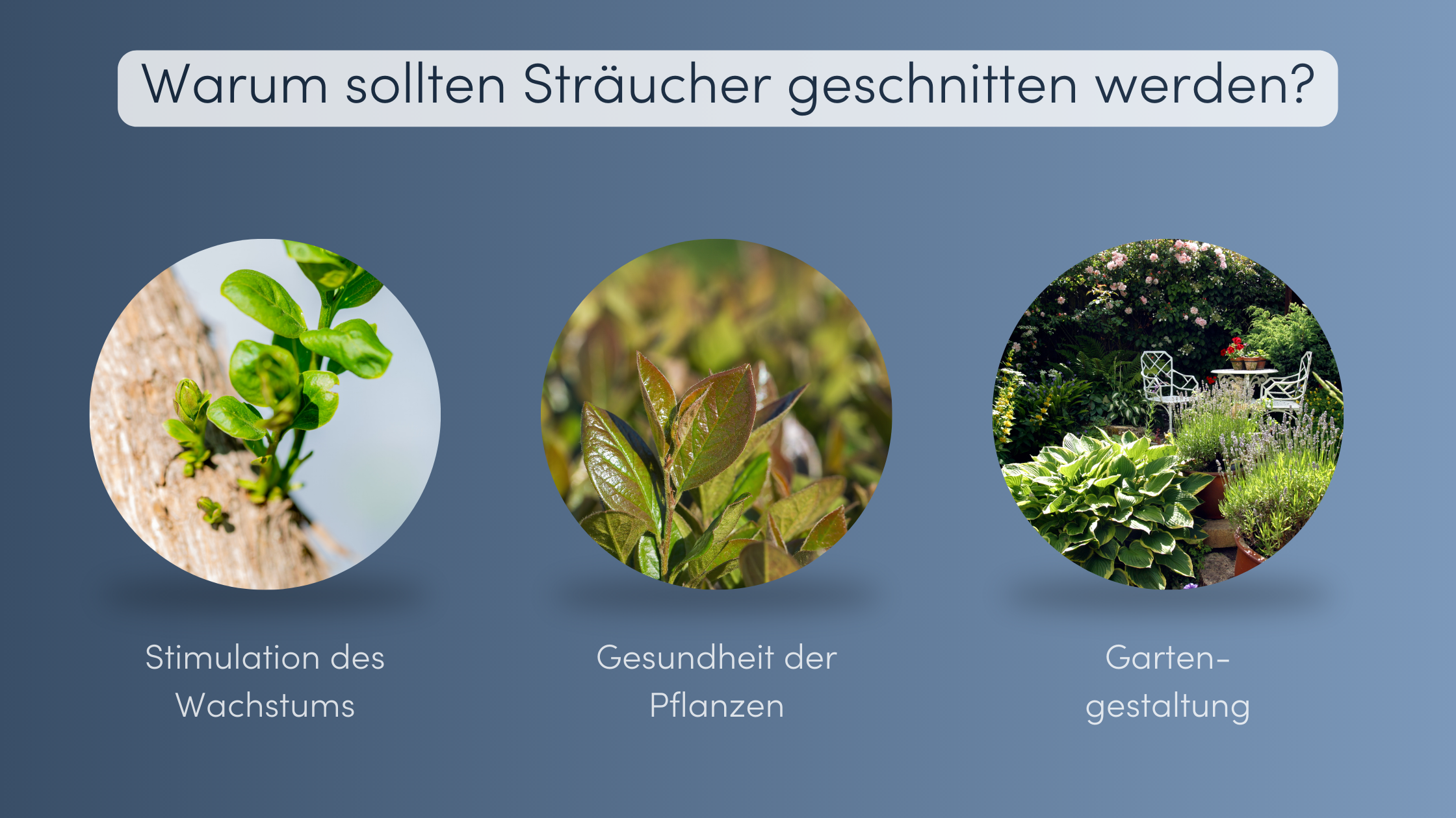 Sträucher schneiden warum
