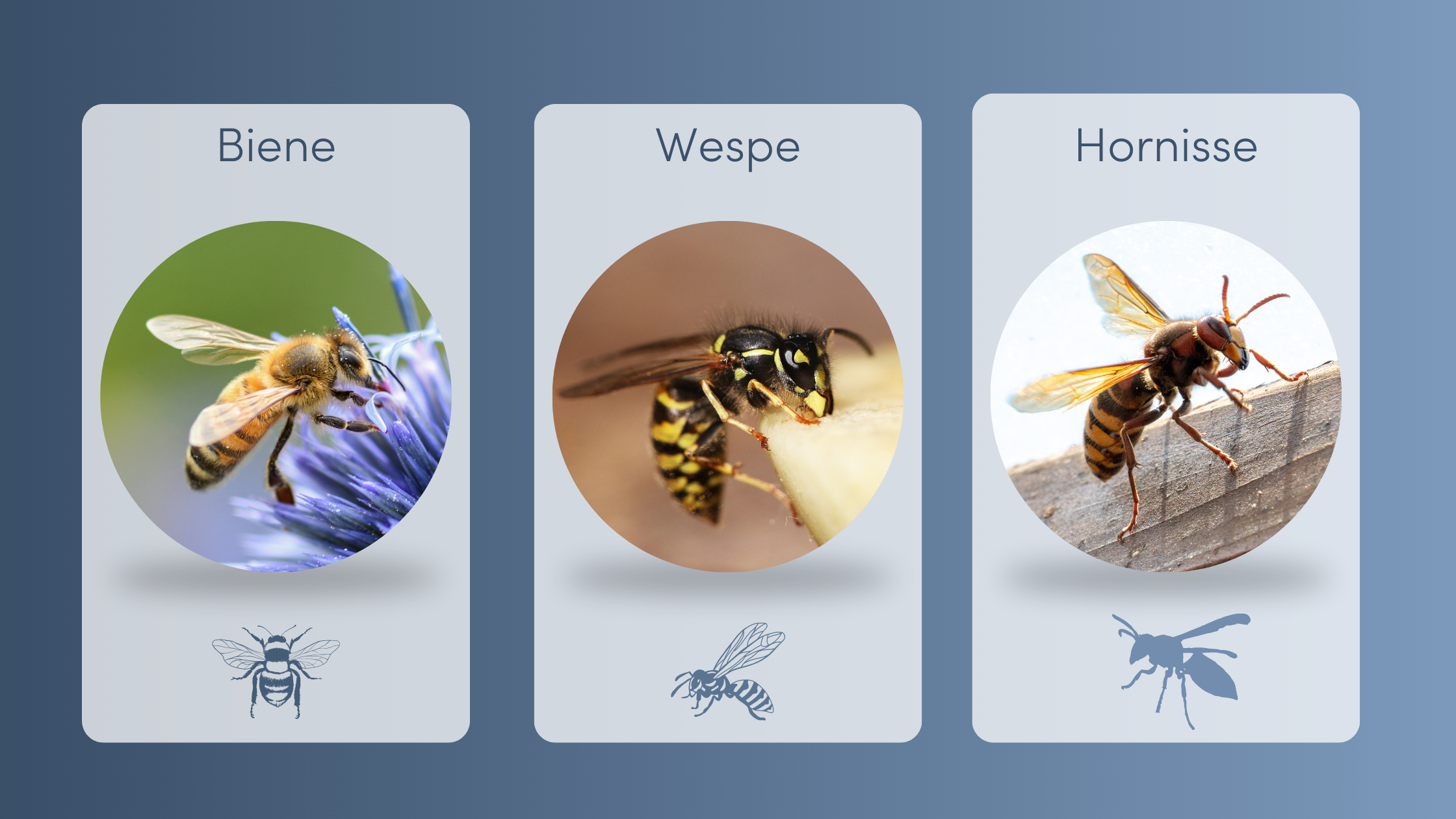 Bienen Wespen Hornisse Unterschied