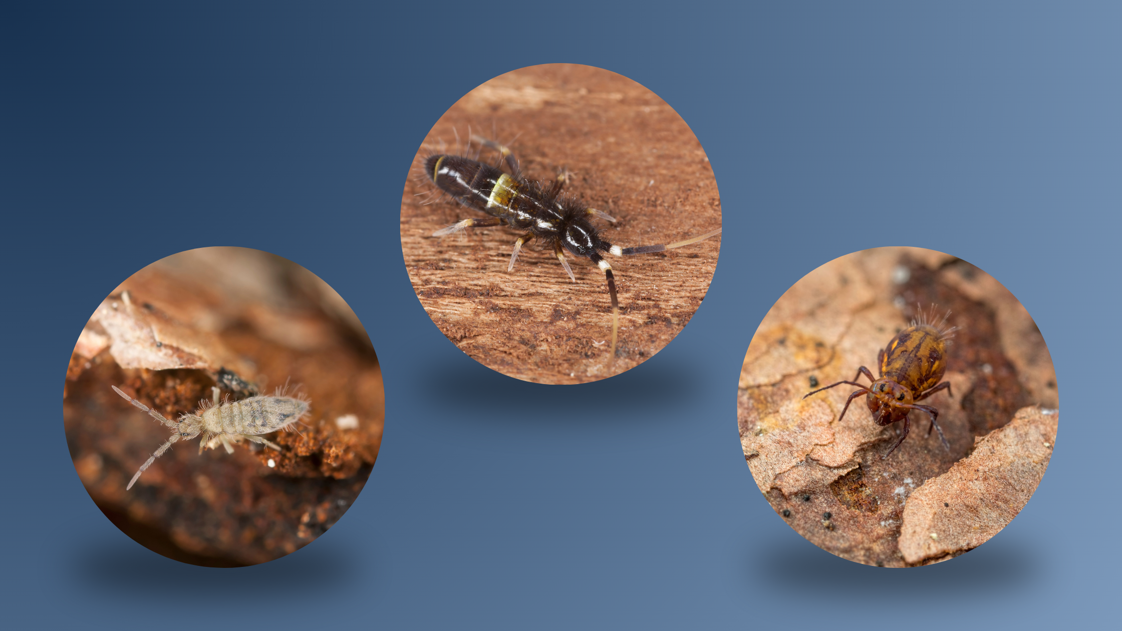 Springschwänze bekämpfen und erkennen