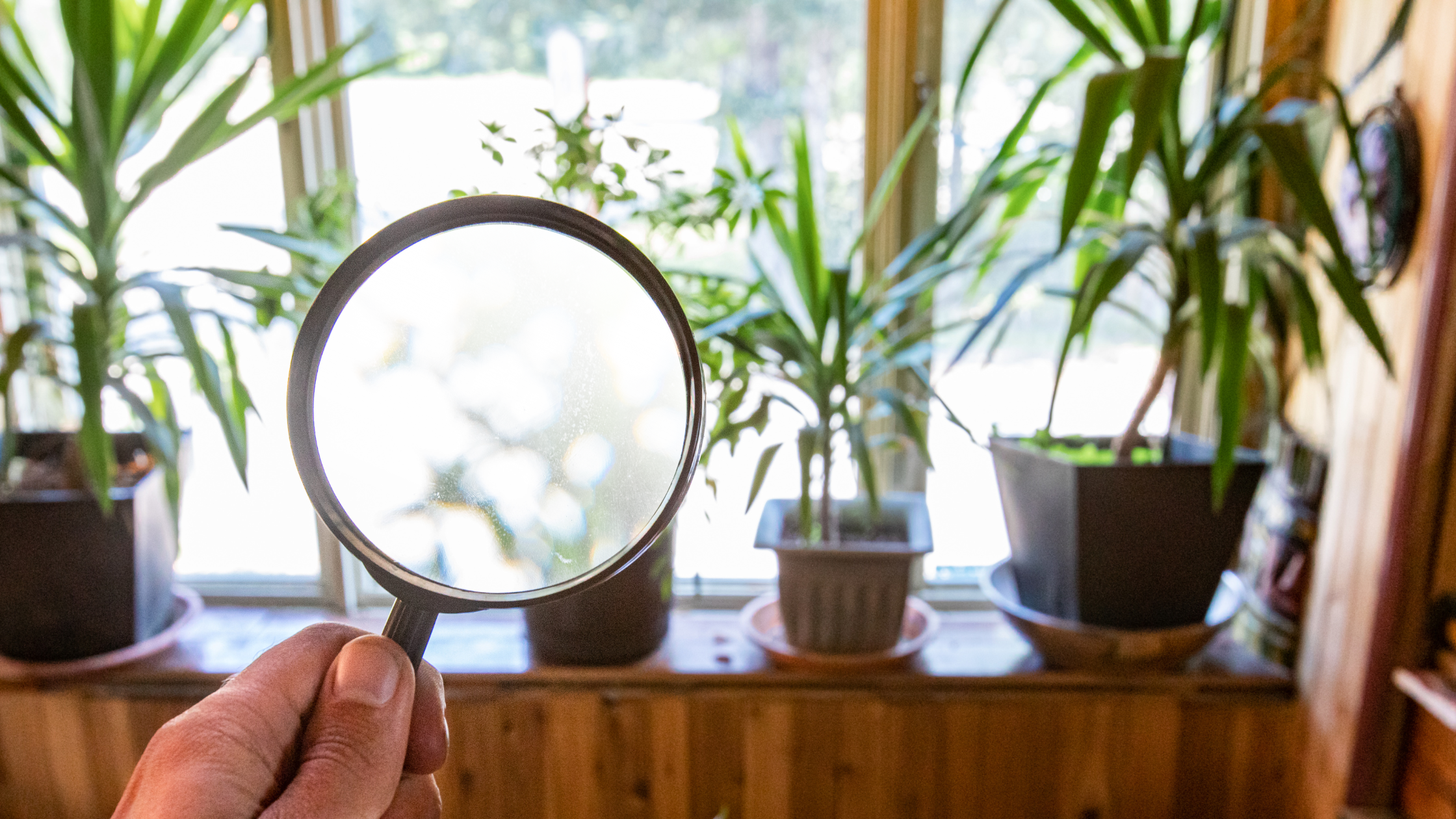 Springschwänze bekämpfen Header