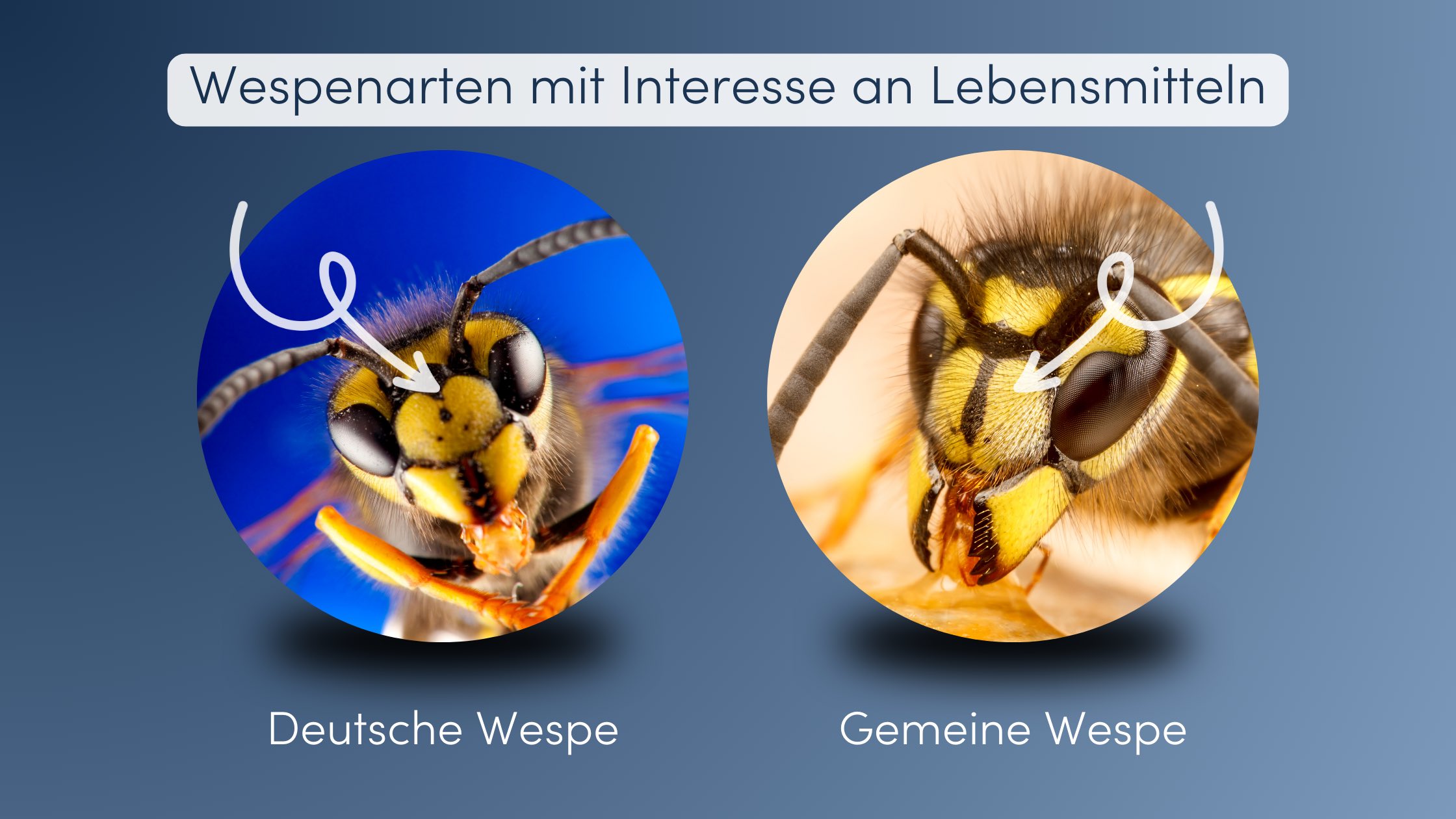 Wespennest bekämpfen Unterschied