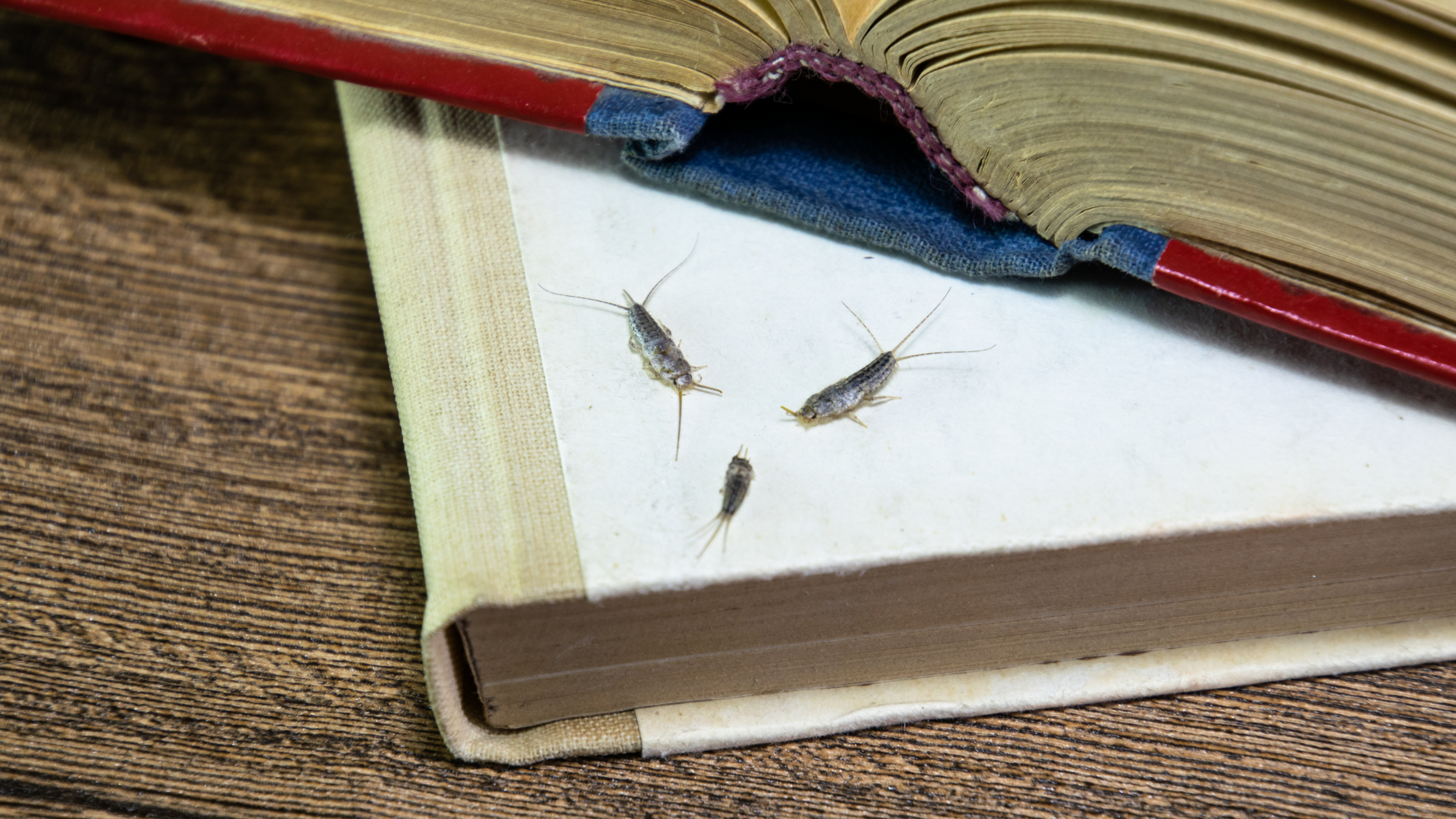 Papierfische bekämpfen Schäden