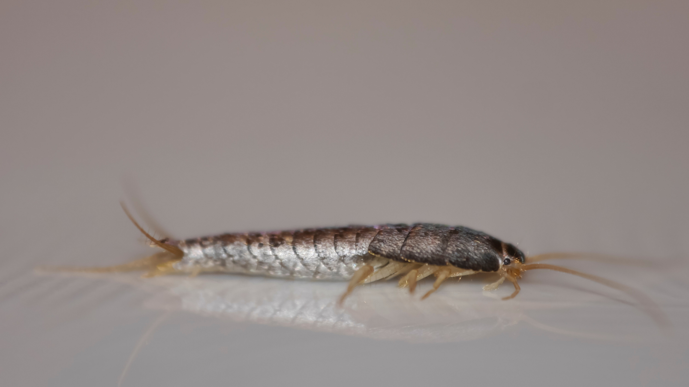 silberfische bekämpfen, silberfischchen, silberfische, insekten, silberfische bekämpfen, bad, papierfischchen, kleine, silberglänzende insekten, schädlinge, bekämpfung, nachtaktiv, feuchtigkeit, insekten, hausmittel, hygiene, ritzen, verstecke, lebensmittel, papier, textilien, keller, badezimmer, küche, schuppen, biologie, fortpflanzung, temperatur, lichtscheu, schuppenpanzer, hautschuppen, schimmelpilze, papierfischchen, honig, köder, seide, etwas, maßnahmen, krankheiten, zitronen, garten, trockenheit, mehl, paarungsritual, männchen, waschküchen, kunstfasern, nichts, büchern, zygentoma, schimmelpilzen, schaden, baumwolle, zimmertemperatur