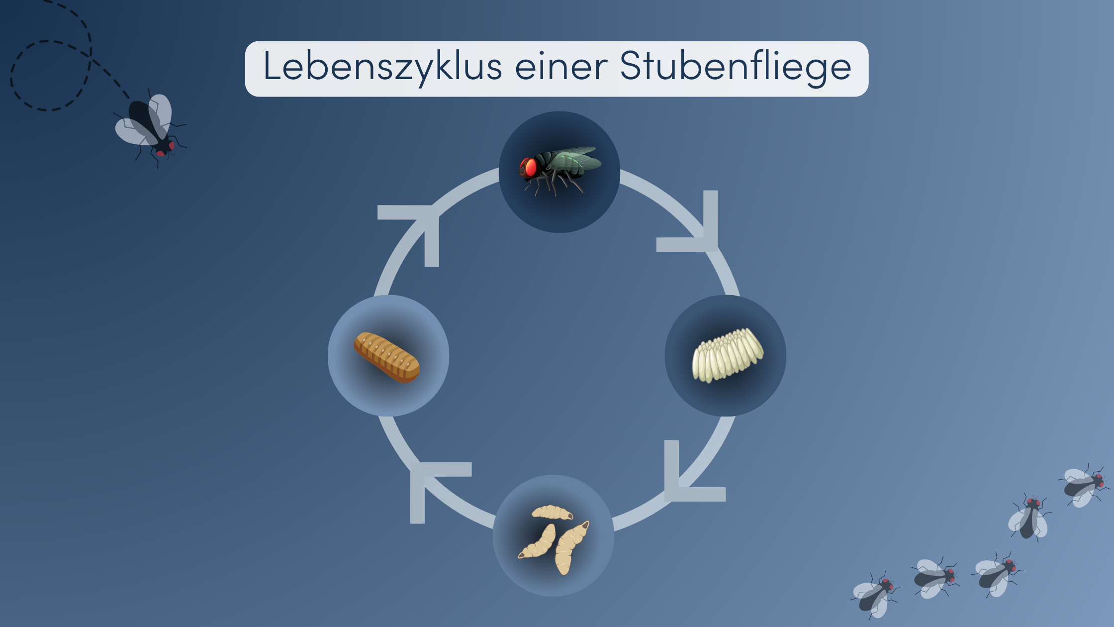 Stubenfliegen bekämpfen Lebenszyklus