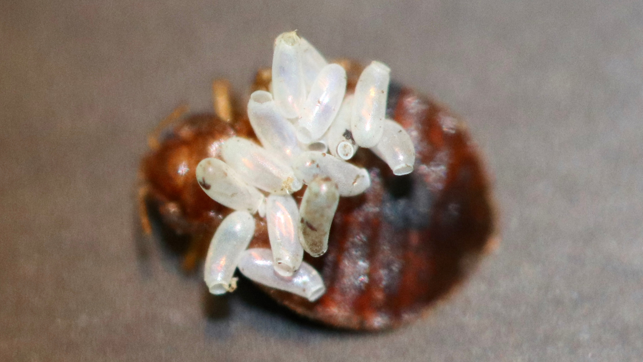Mittel gegen Bettwanzen Insekten