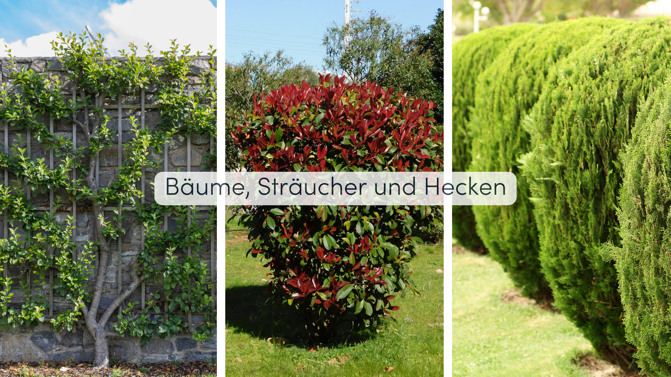 Garten Bepflanzung Bäume, Sträucher und Hecken