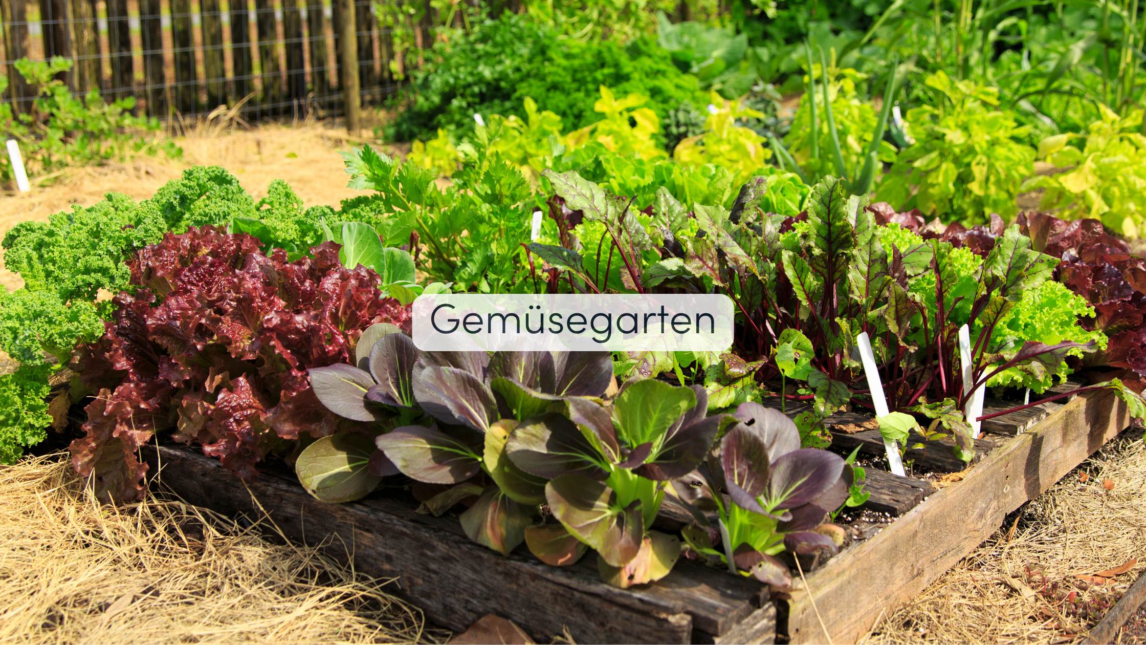 Garten Bepflanzung Gemüsegarten