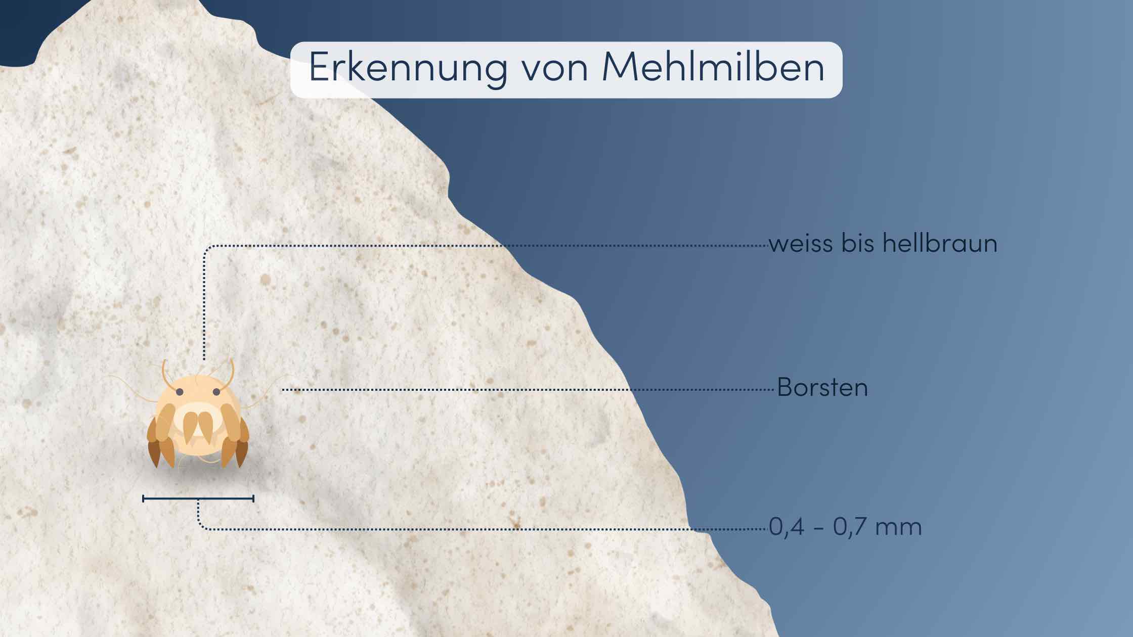mehlmilben bekämpfen erkennen