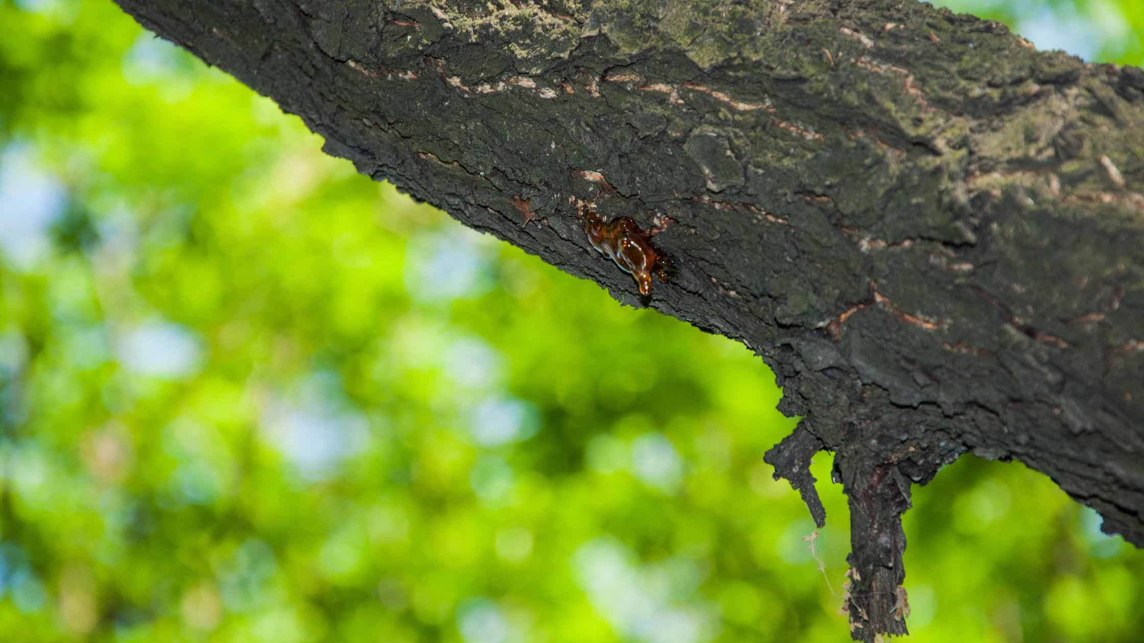 Obstbaum schneiden Verletzung