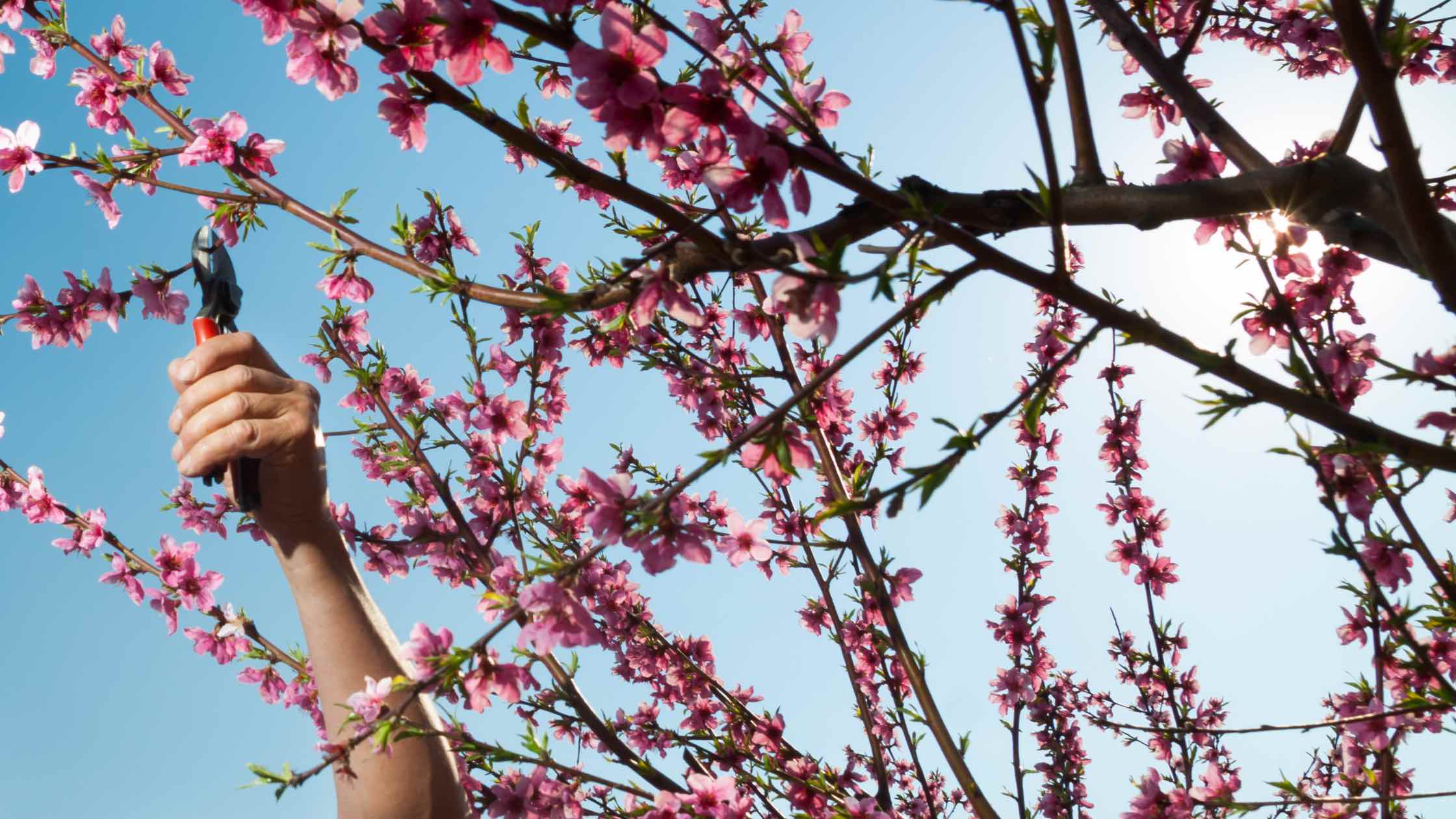 Obstbaum schneiden Header