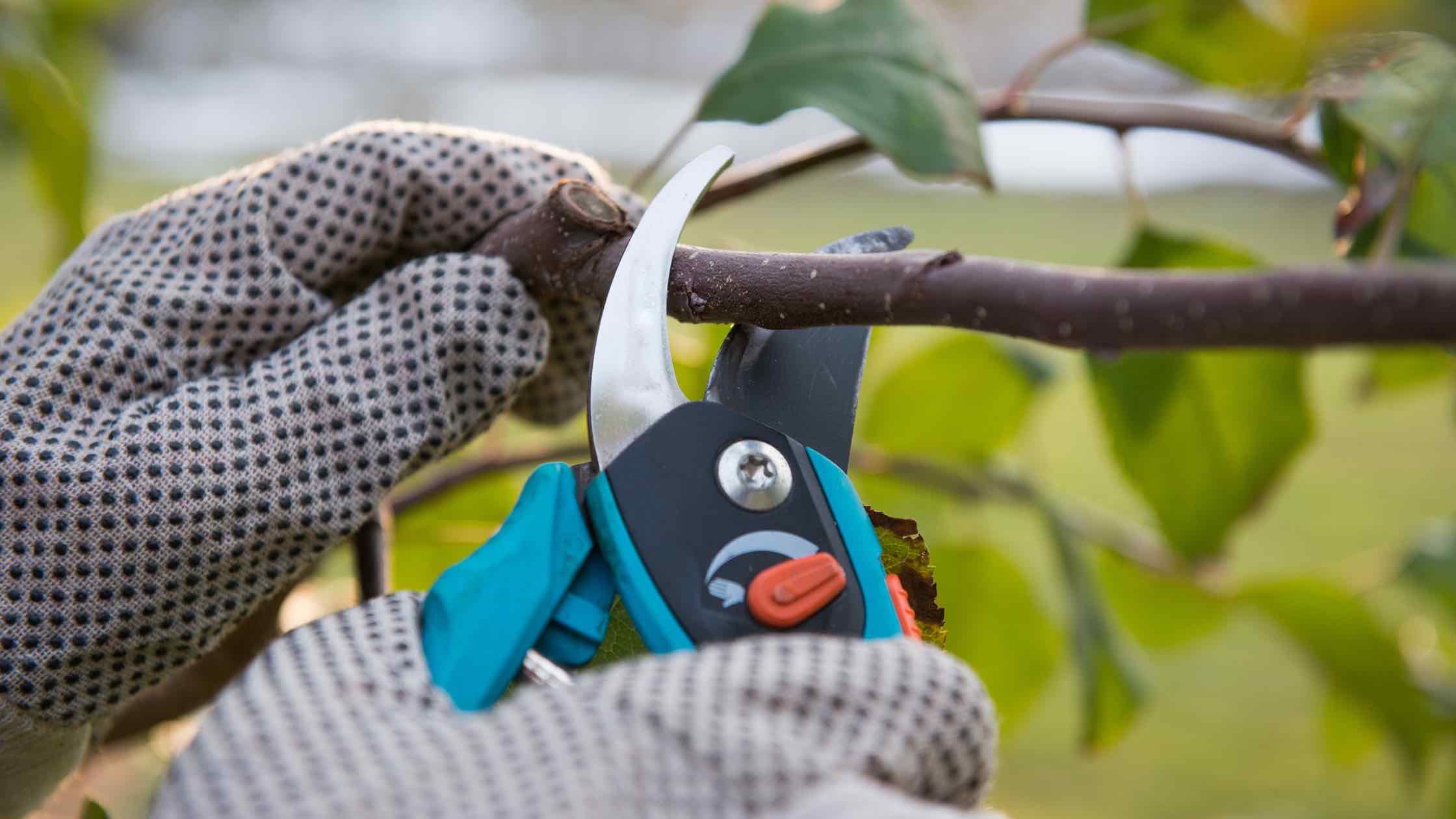 Obstbaum schneiden wann