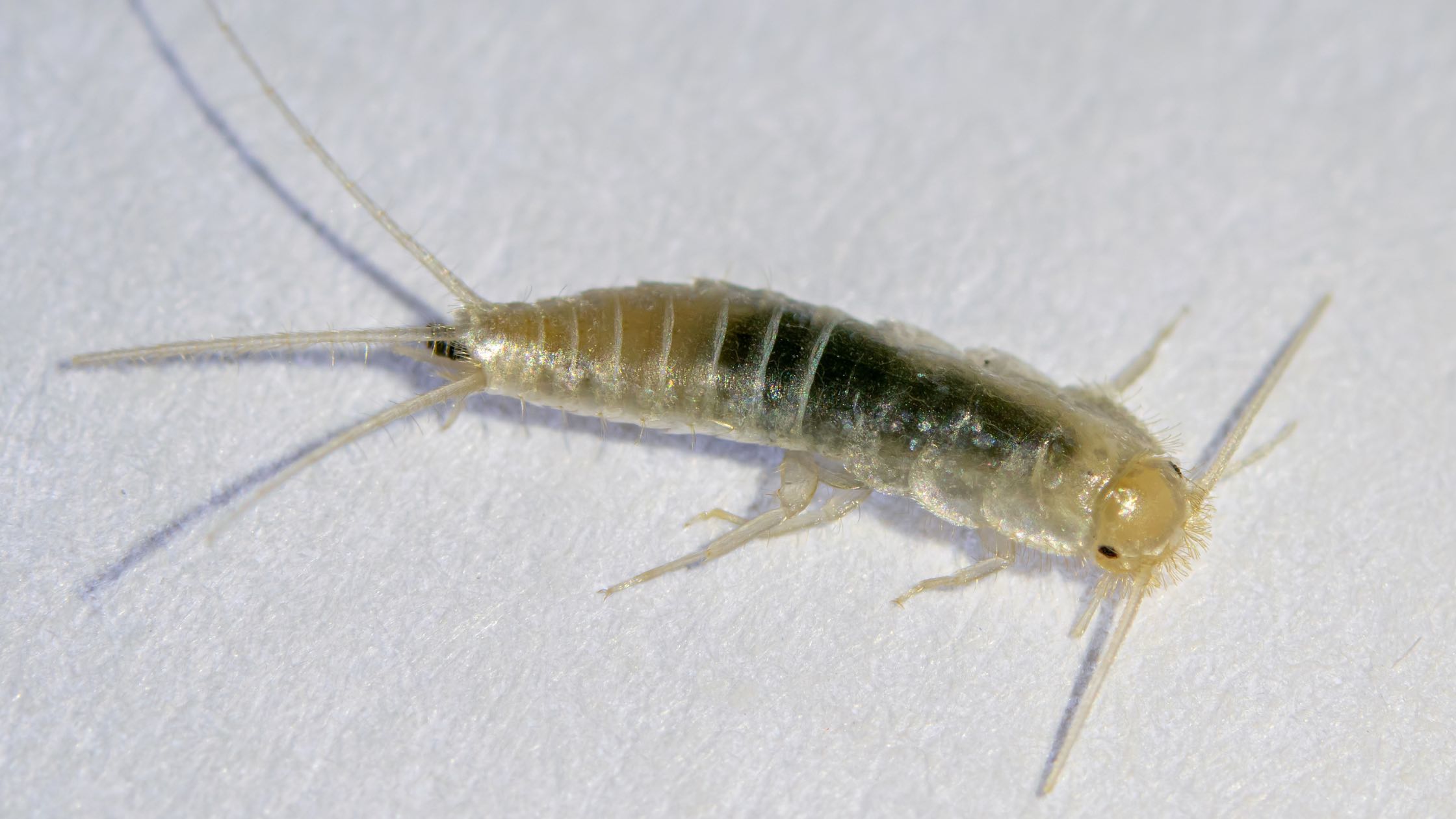 silberfische bekämpfen, silberfischchen, silberfische, insekten, silberfische bekämpfen, bad, papierfischchen, kleine, silberglänzende insekten, schädlinge, bekämpfung, nachtaktiv, feuchtigkeit, insekten, hausmittel, hygiene, ritzen, verstecke, lebensmittel, papier, textilien, keller, badezimmer, küche, schuppen, biologie, fortpflanzung, temperatur, lichtscheu, schuppenpanzer, hautschuppen, schimmelpilze, papierfischchen, honig, köder, seide, etwas, maßnahmen, krankheiten, zitronen, garten, trockenheit, mehl, paarungsritual, männchen, waschküchen, kunstfasern, nichts, büchern, zygentoma, schimmelpilzen, schaden, baumwolle, zimmertemperatur