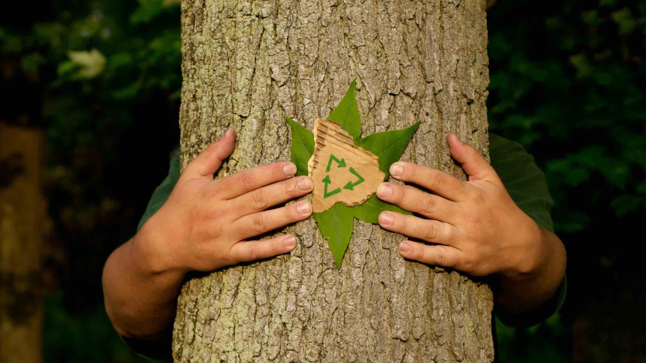 Baum fällen auf Privatgrundstück