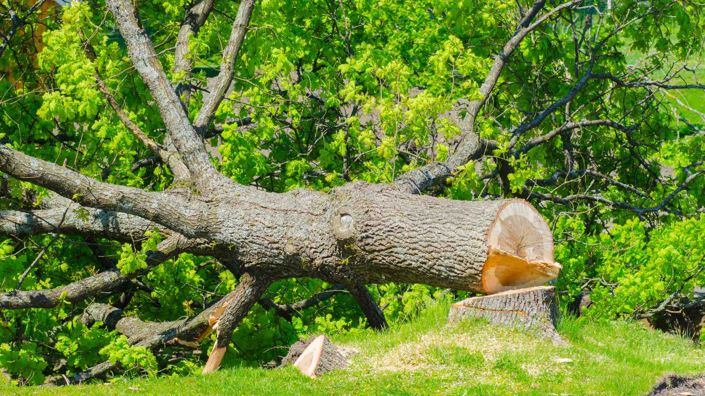 Baum fällen header