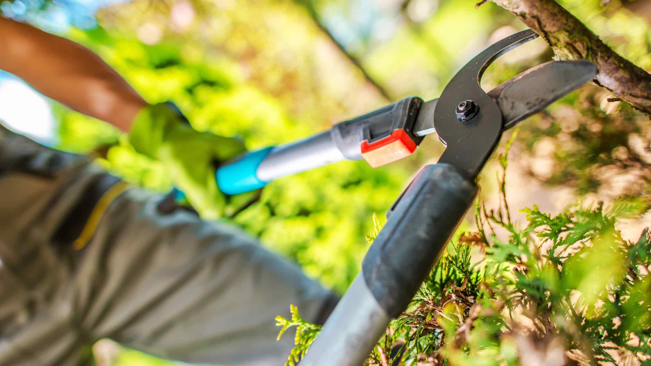 Baum schneiden Header