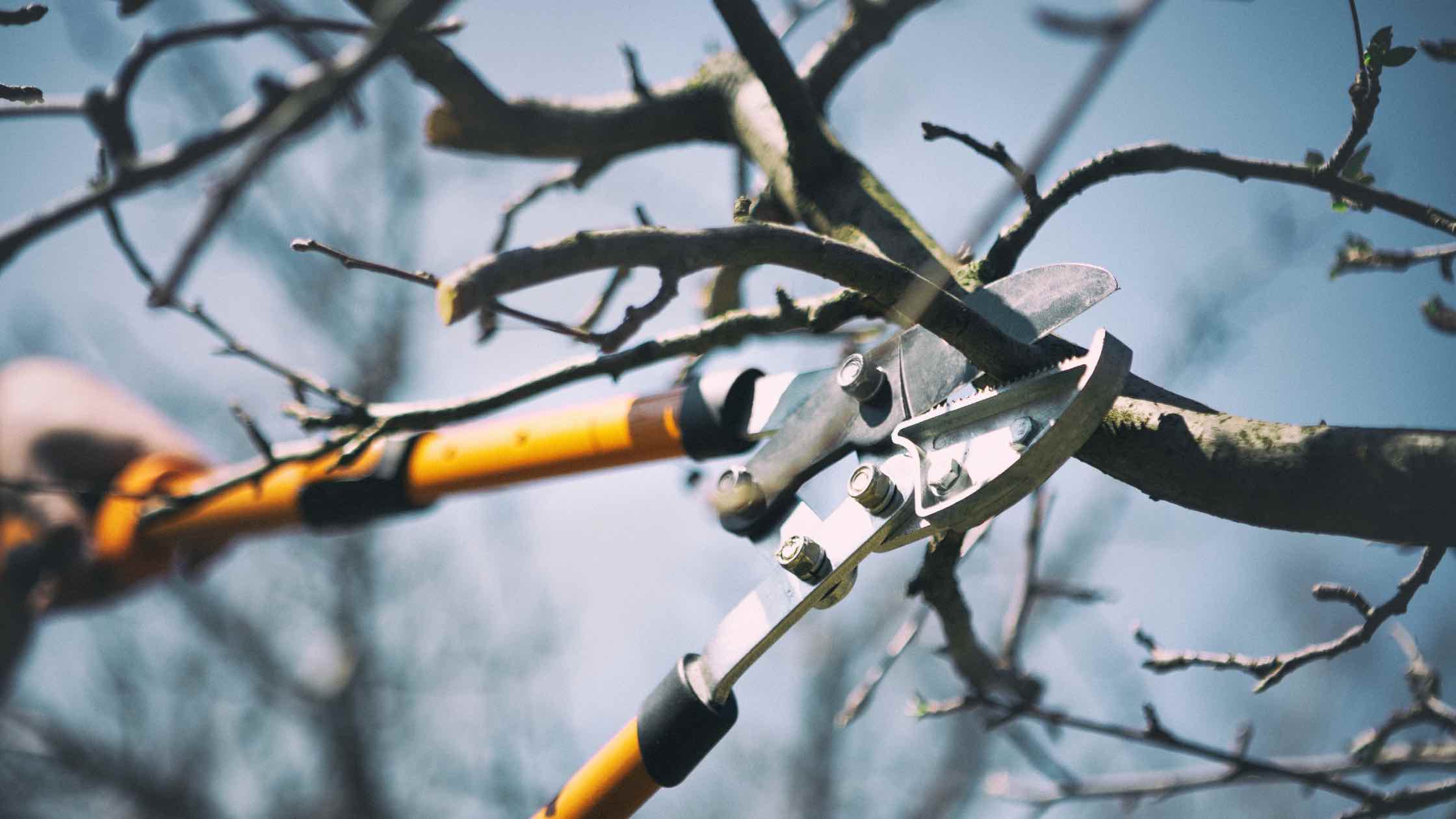 Baum schneiden Schere