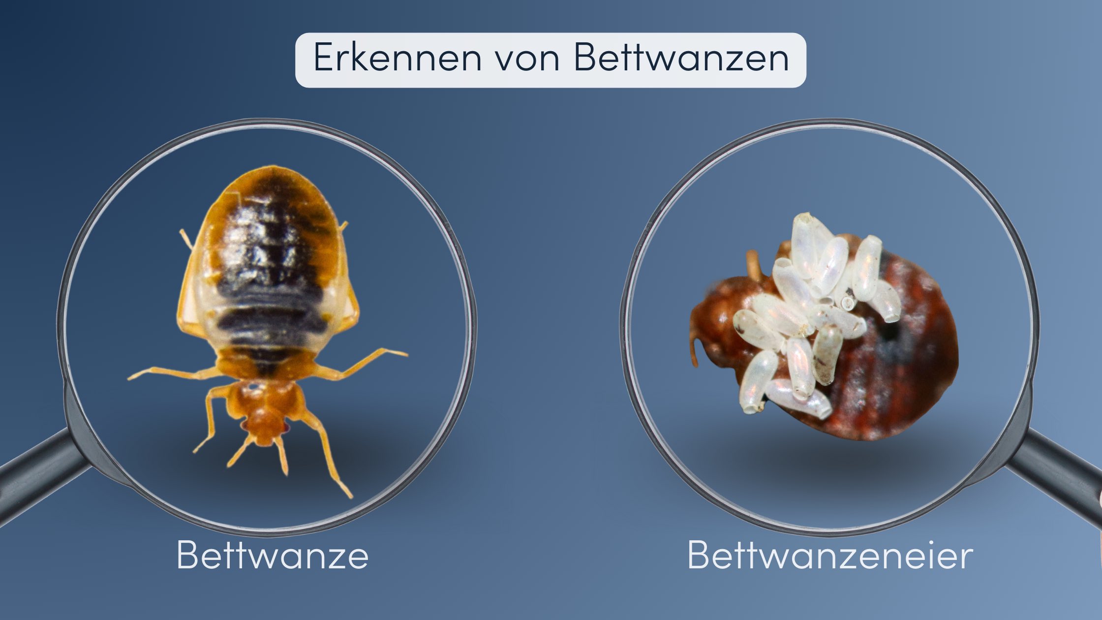 Bettwanzen erkennen