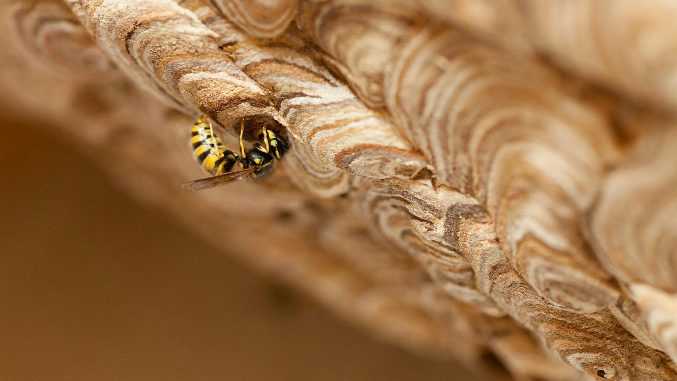 Wespennest entfernen: Unser Guide für die Schweiz