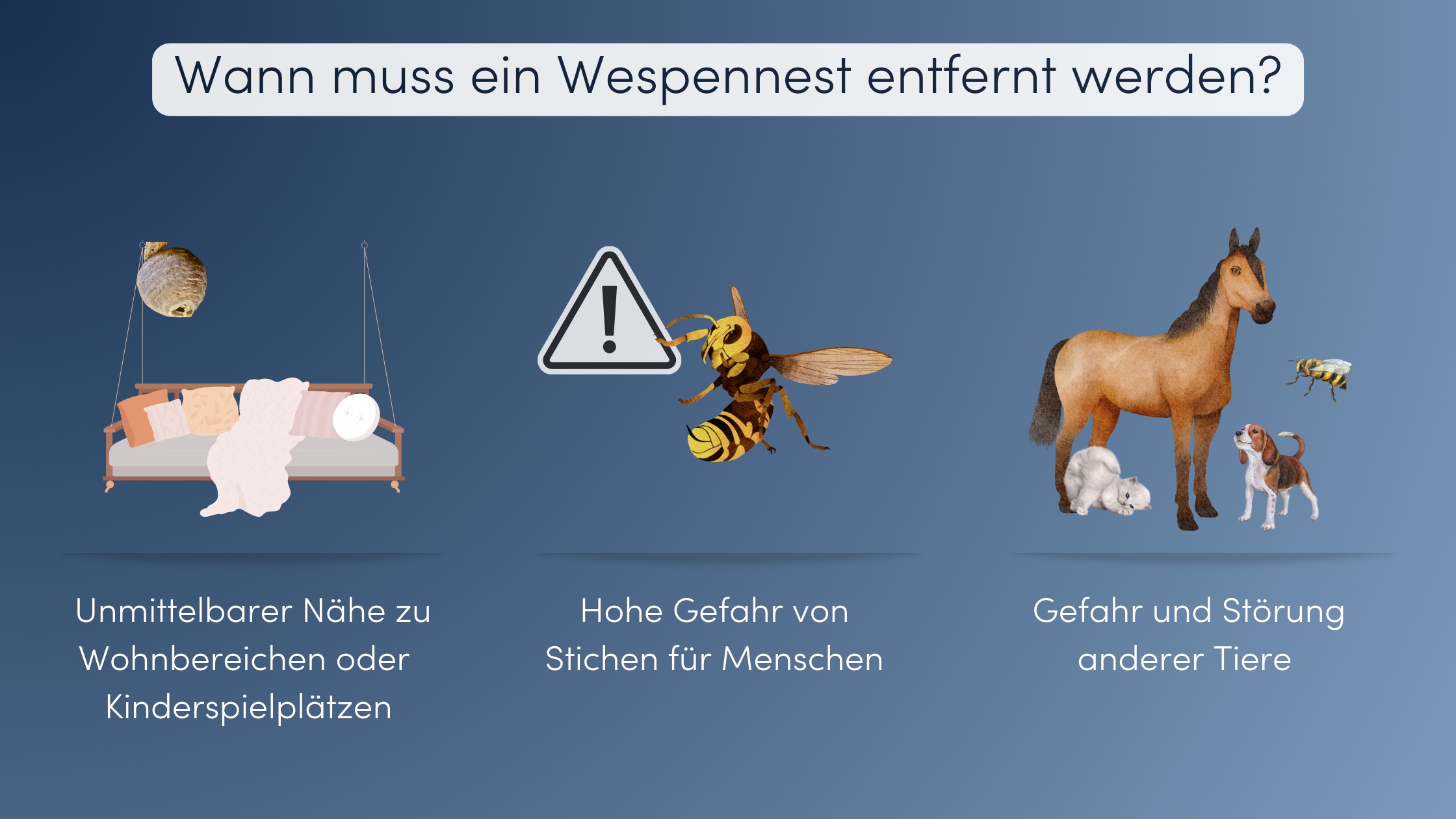 Wespennest entfernen Wann Grafik