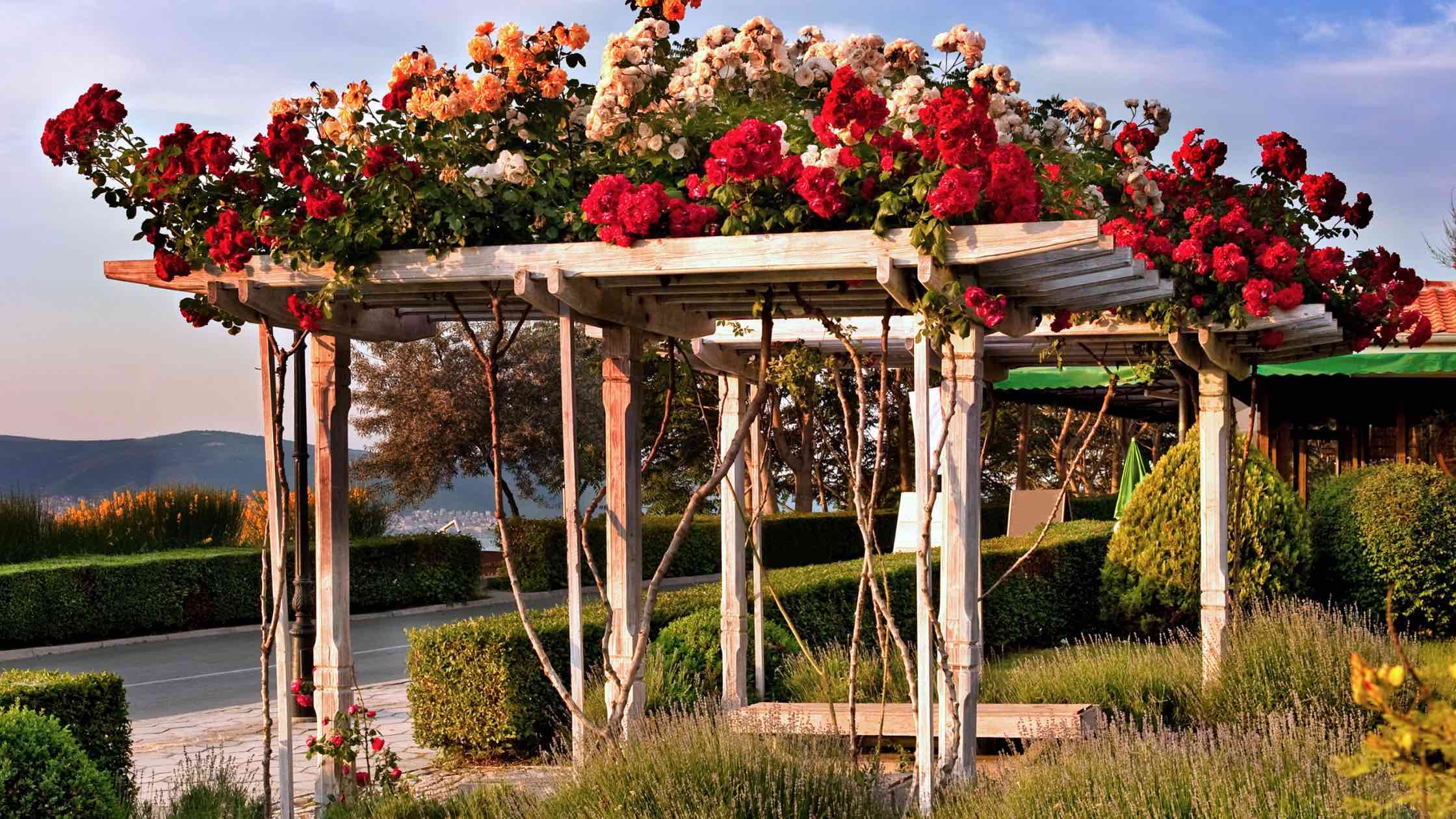 Pergola bepflanzen header