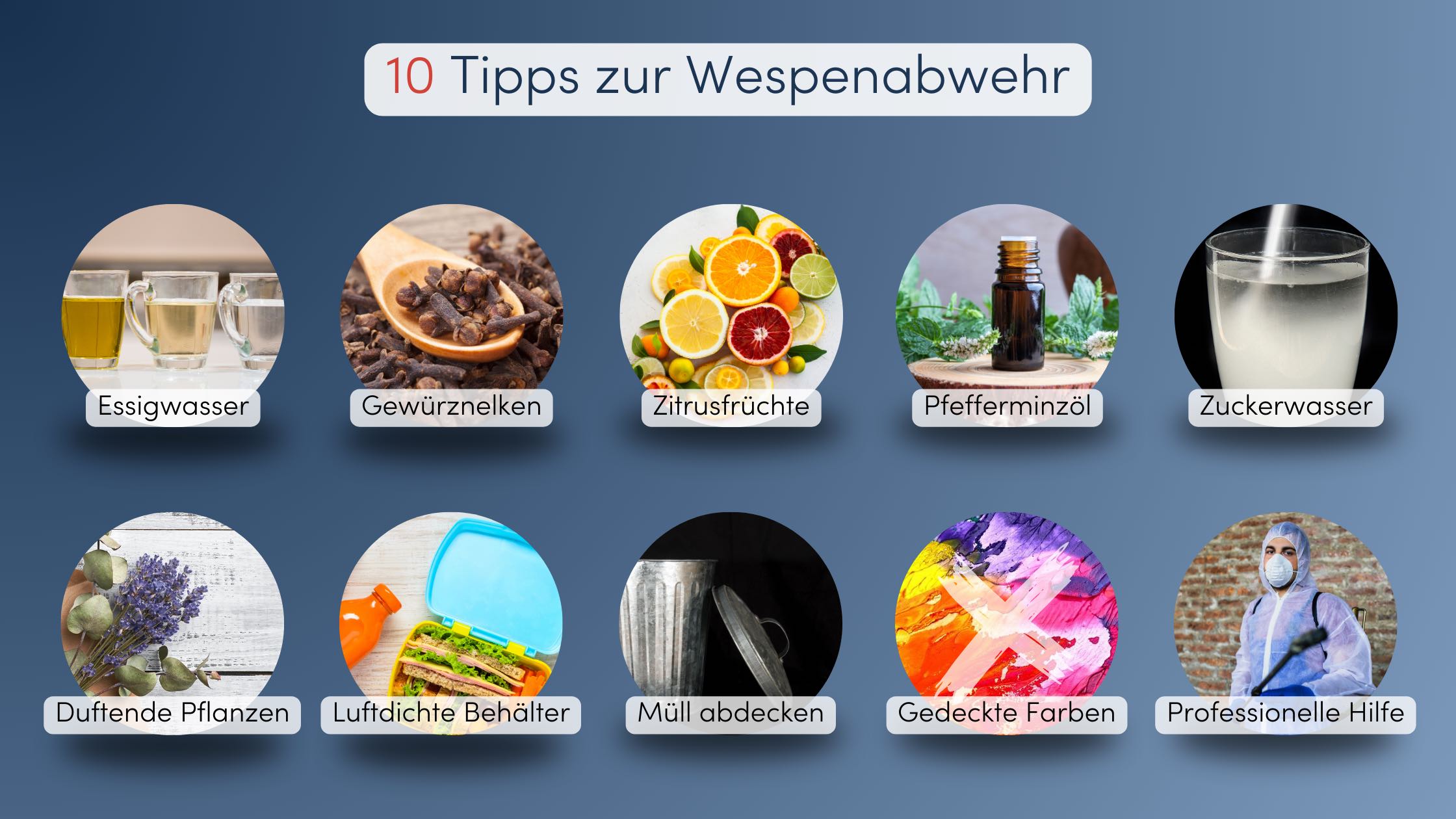 Wespen bekämpfen 10 Tipps