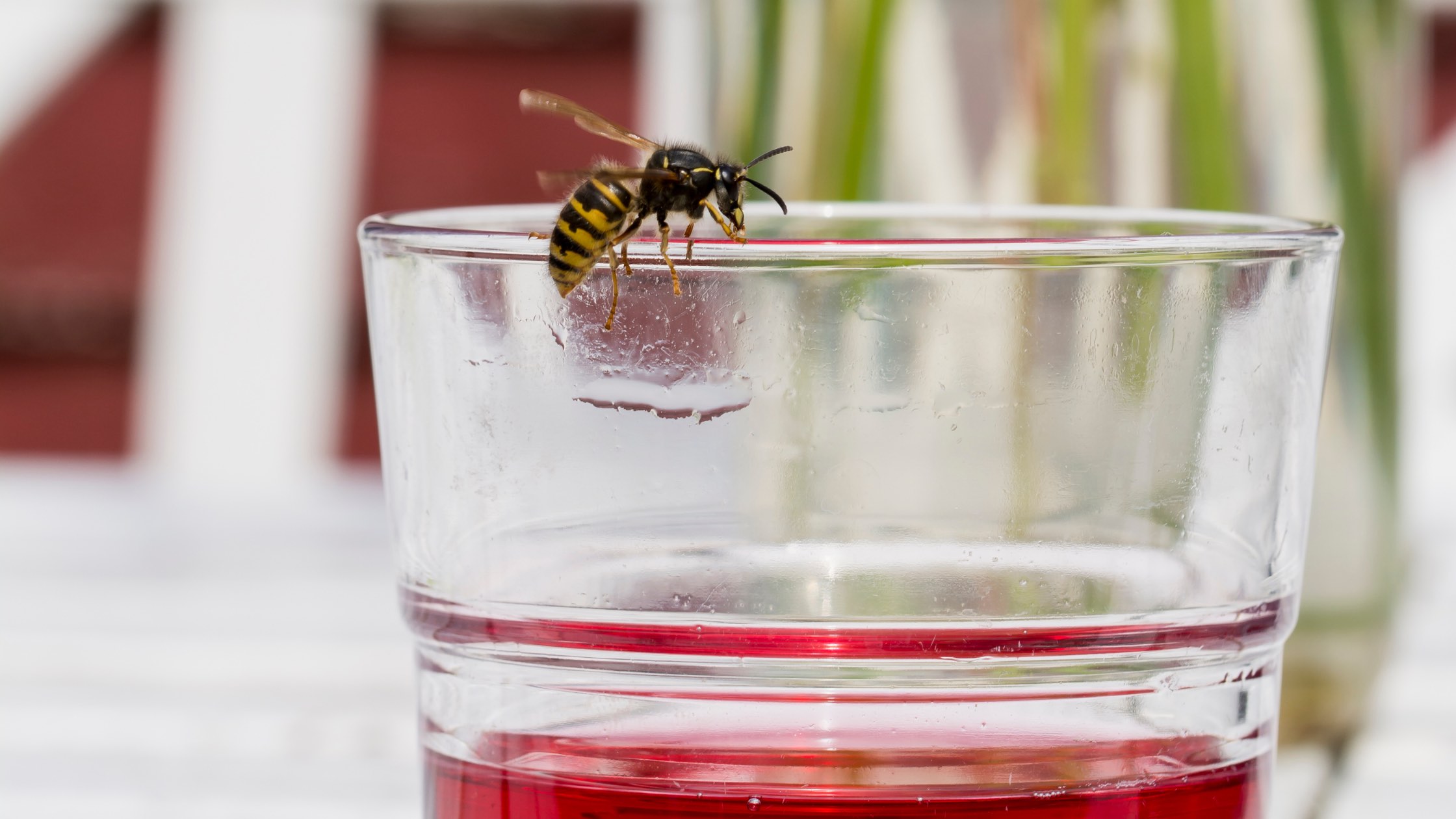 Wespen bekämpfen Header