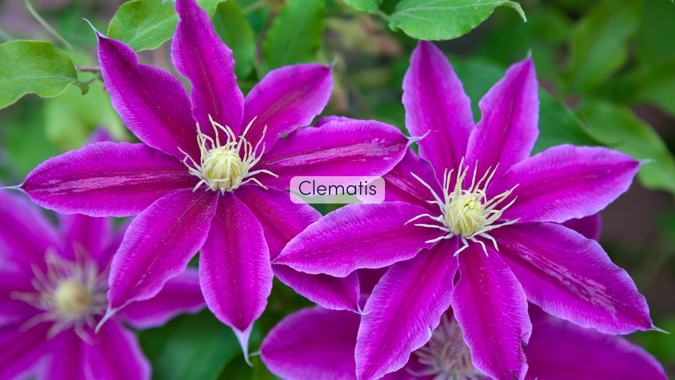 Pergola bepflanzen Clematis