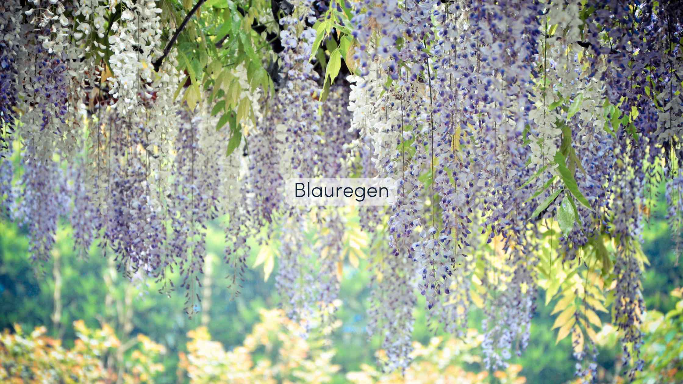 Pergola bepflanzen Blauregen