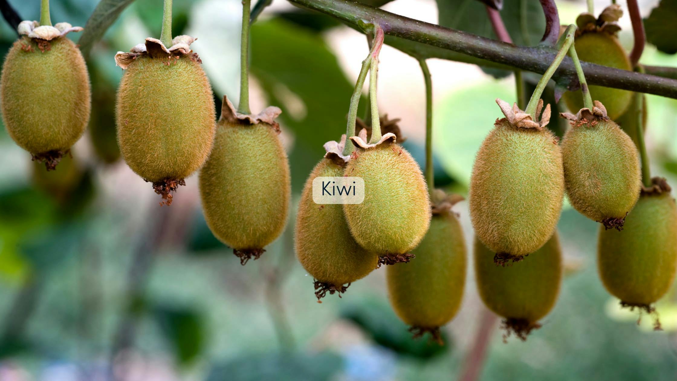 Pergola bepflanzen Kiwi