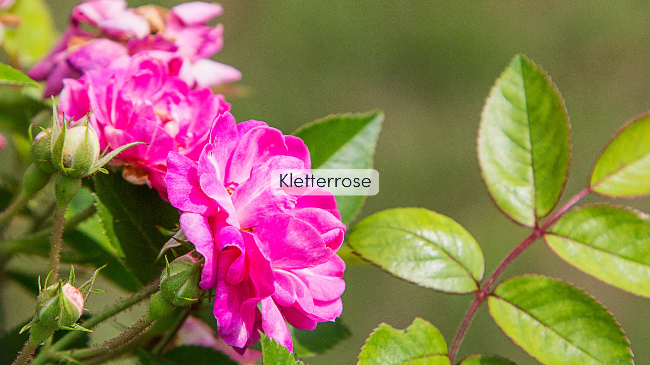 Pergola bepflanzen Kletterrose