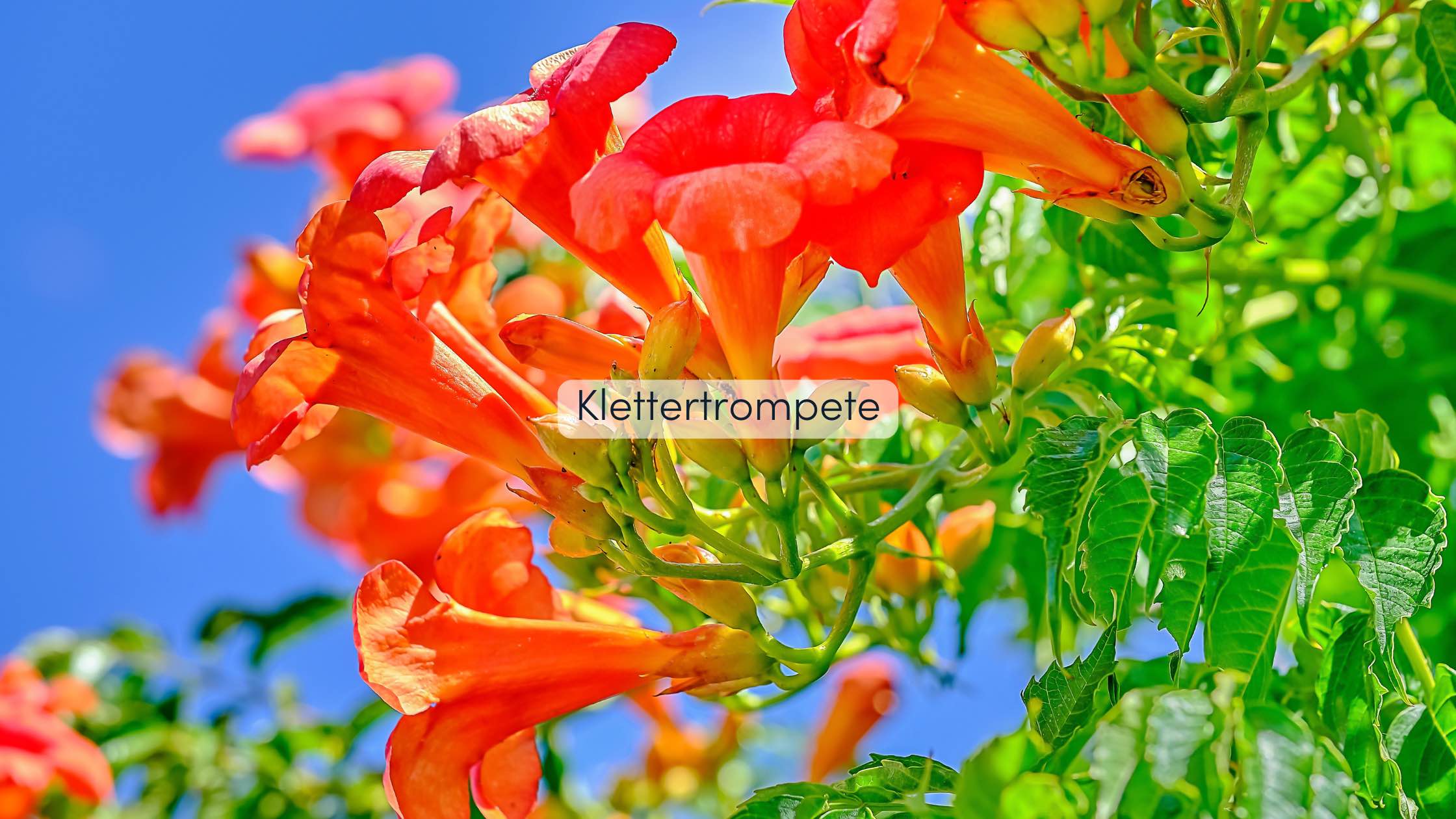 Pergola bepflanzen Klettertrompete