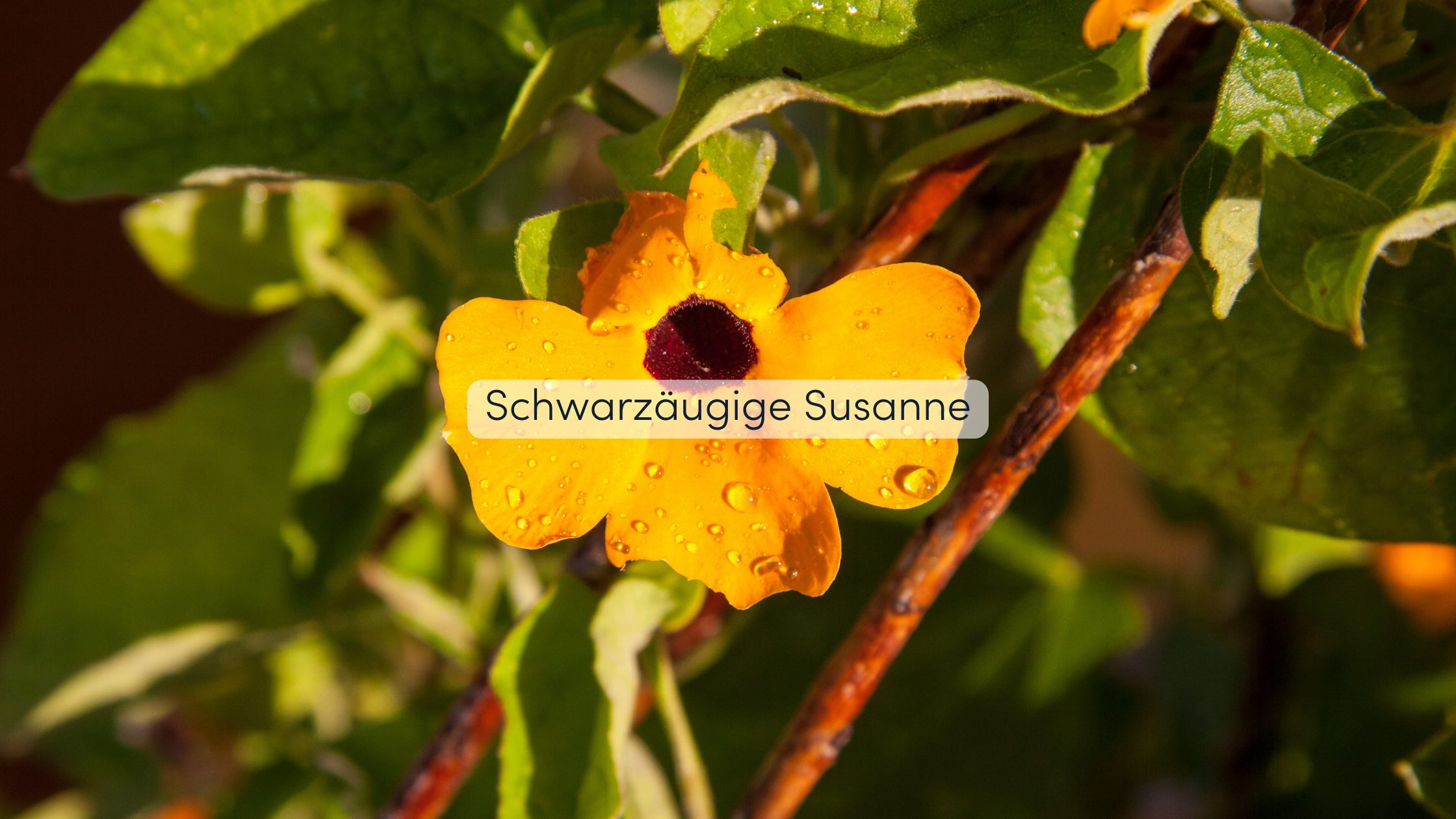 Pergola bepflanzen Schwarzäugige Susanne