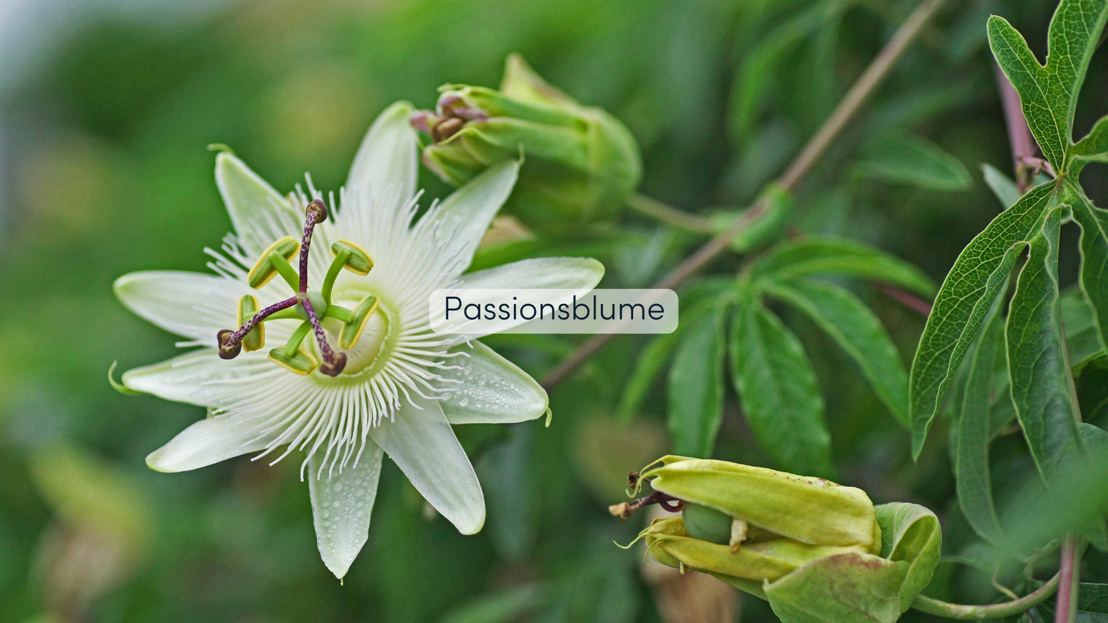 Pergola bepflanzen Passionsblume
