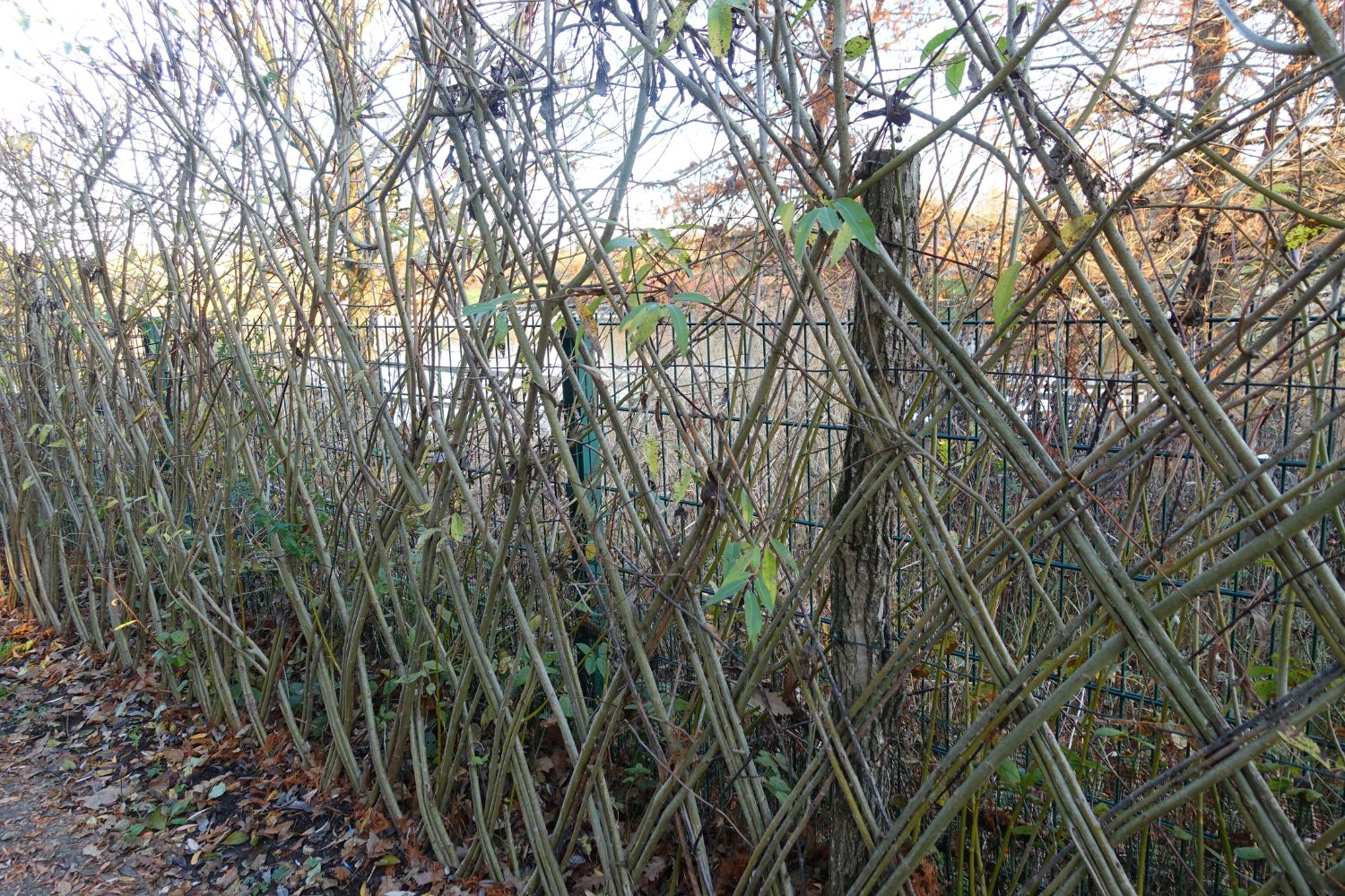 Metallzaun mit Pflanzen