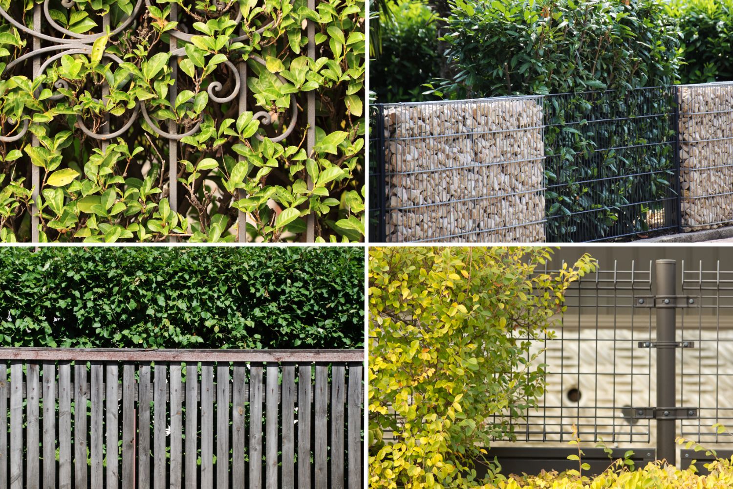 Zaun Hecke Beispiele