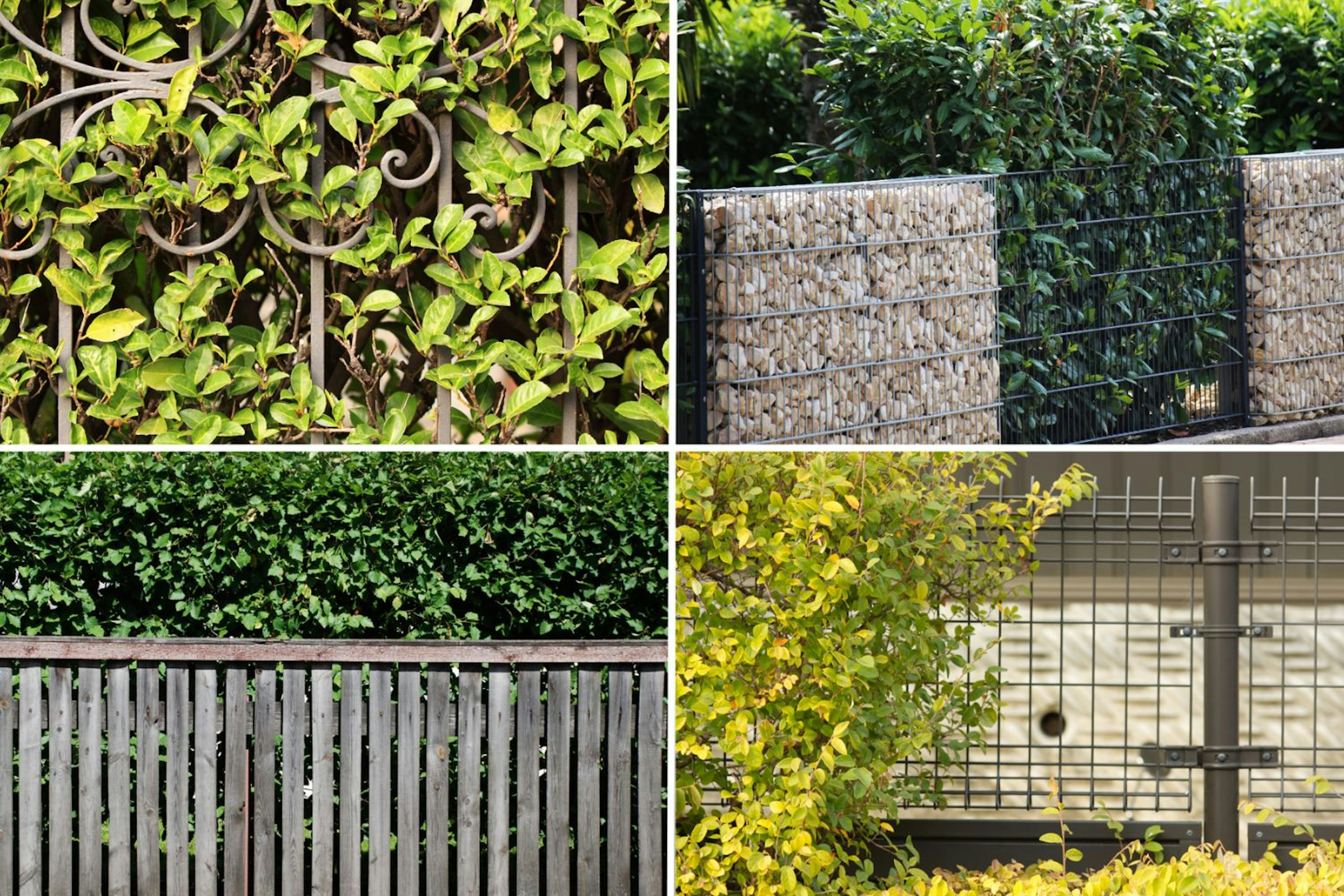Zaun und Hecke kombiniert Buildigo Blog